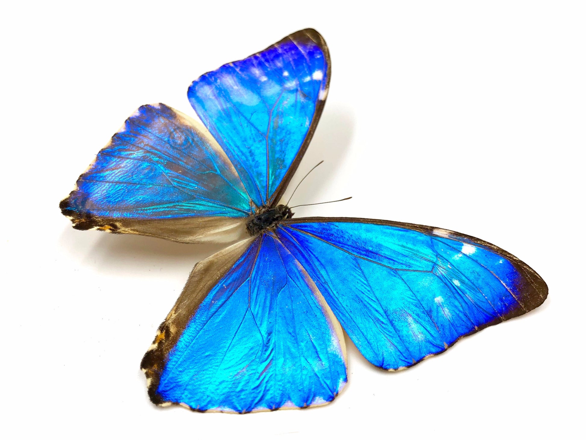 Real butterfly wing necklace Monarch butterfly necklace Friendship necklace for 2 3 4 5 6 Terrarium necklace Blue morpho butterfly jewelry