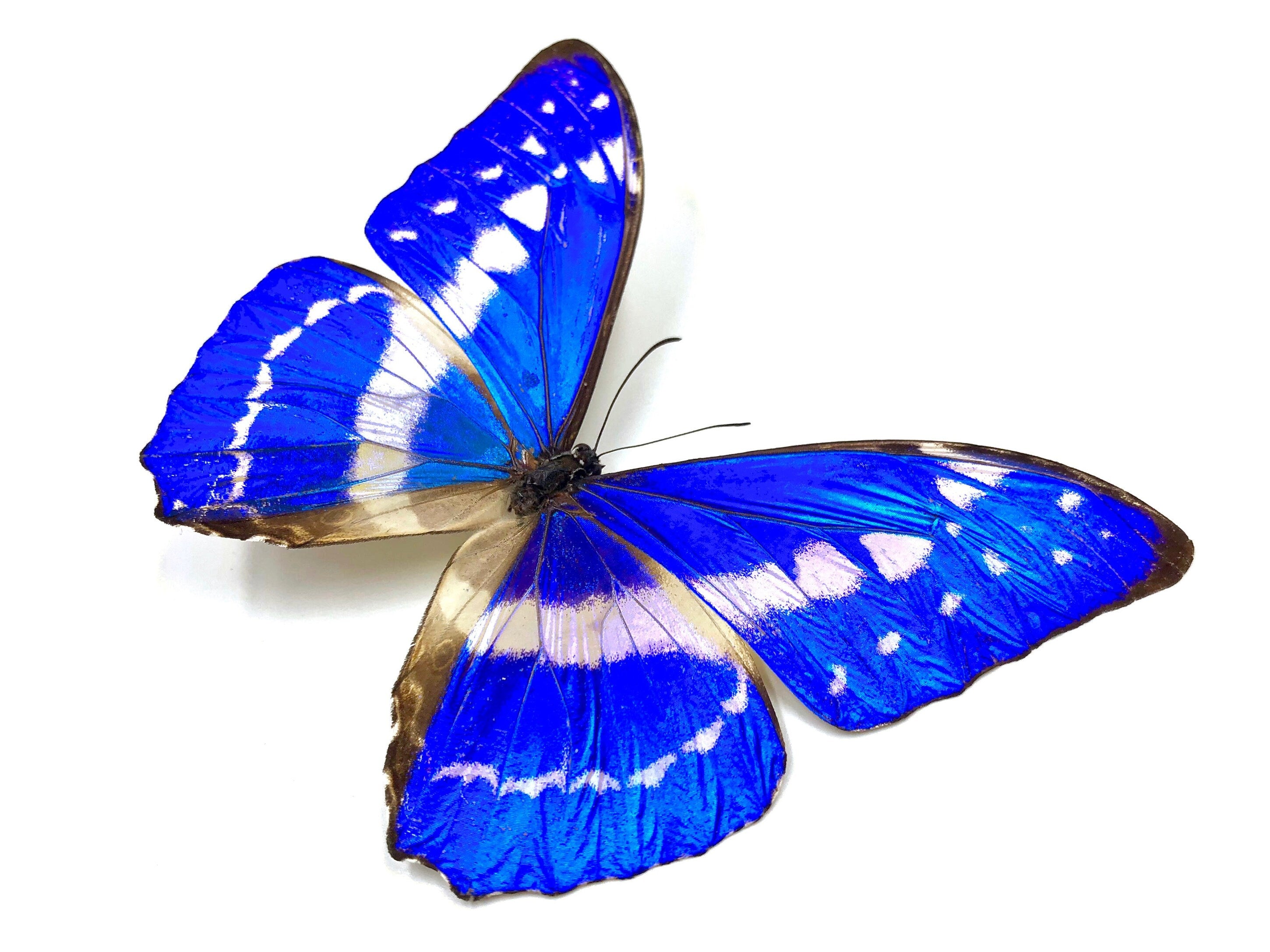 Royal blue necklace Real Blue Morpho Butterfly wing necklace Royal blue statement necklace Dark blue necklace Cornflower blue sapphire