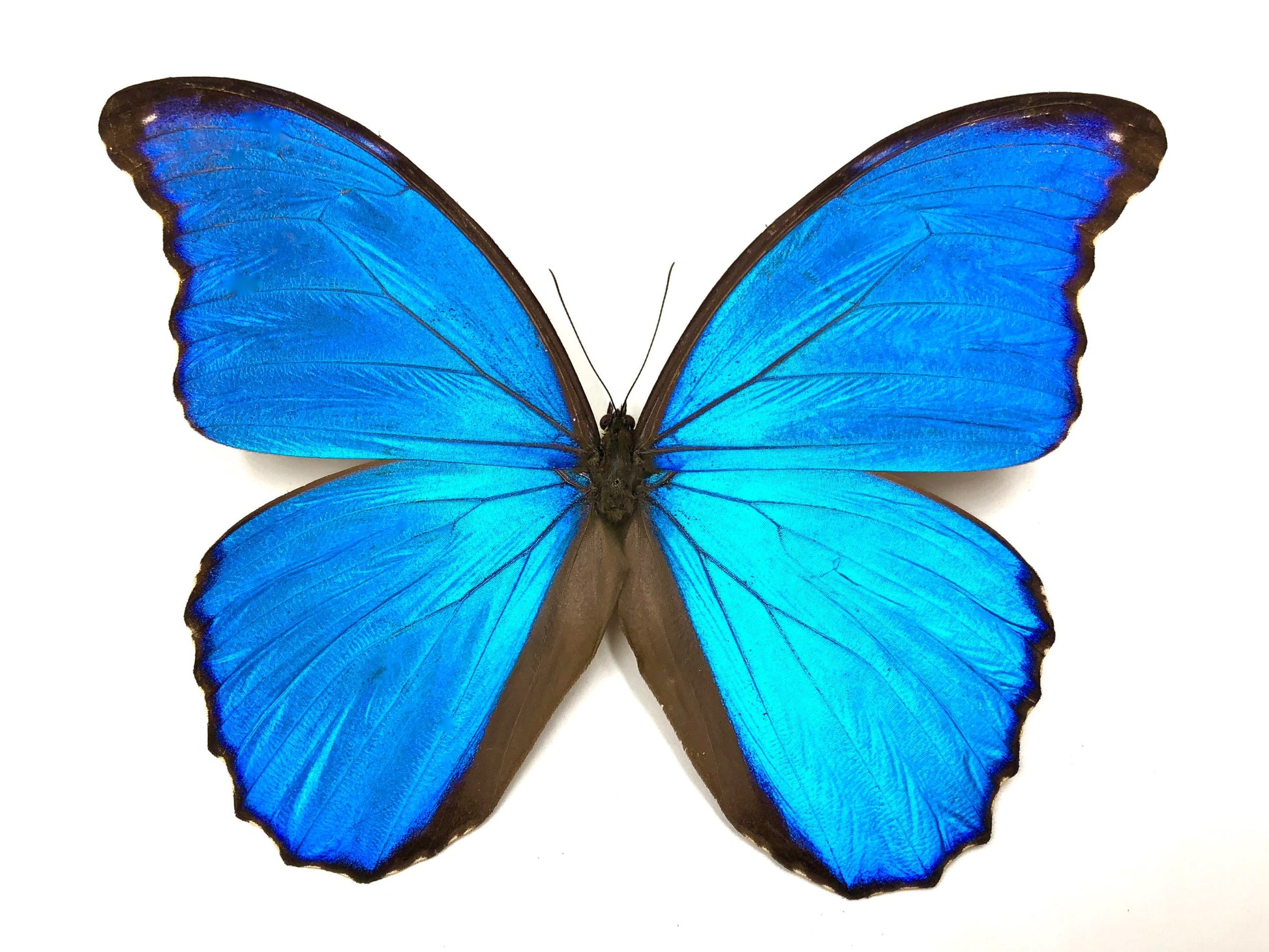Real Blue Morpho Butterfly Wing Necklace Large Crystal Pendant Insect Jewelry Statement necklace Vampire Diaries Quartz Victorian Cameo