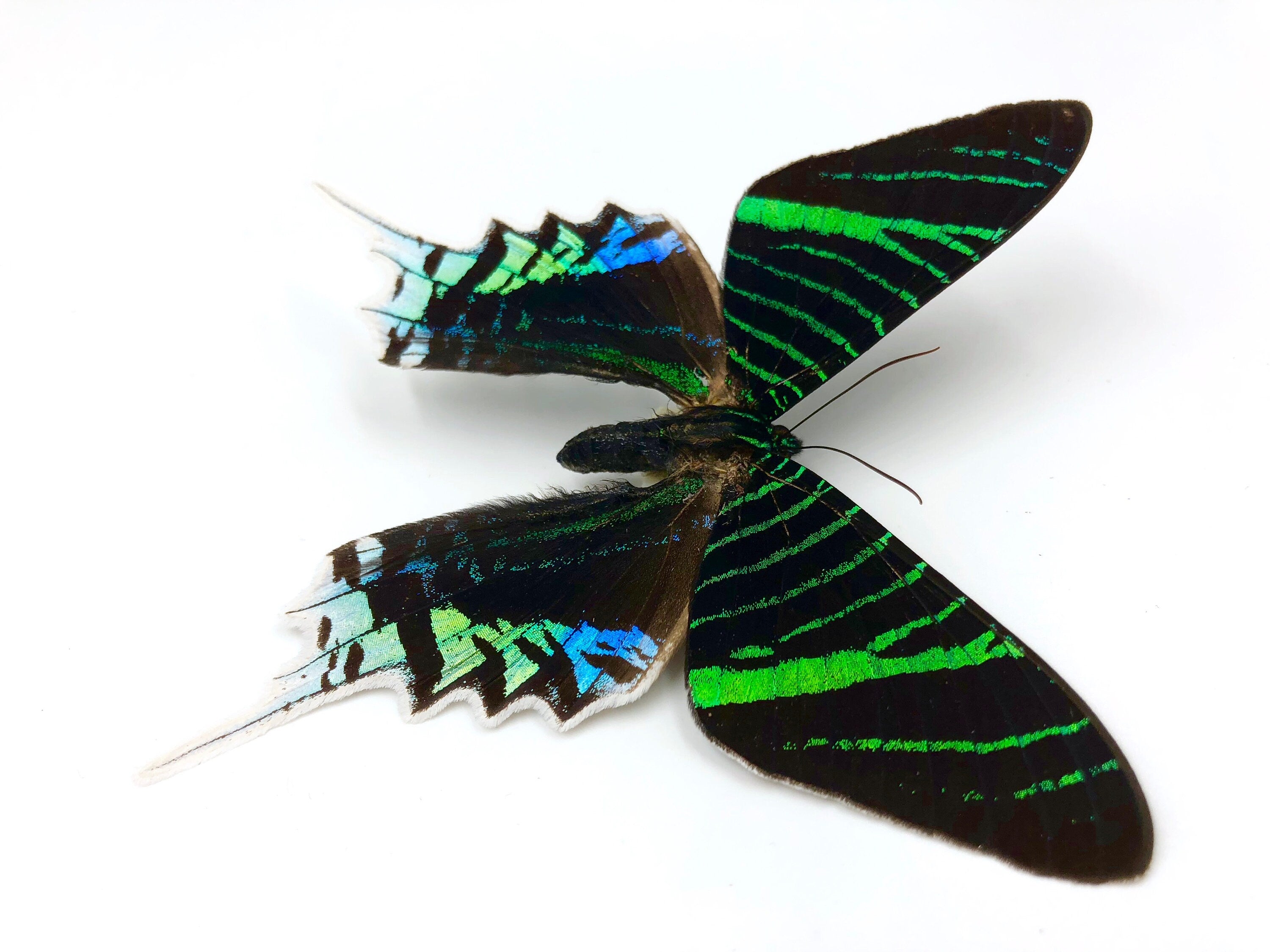 Real Moth Taxidermy Necklace Nature Pendant Bug Necklace Ethical Taxidermy Moth Real Butterfly resin Biology gifts Meaningful necklace