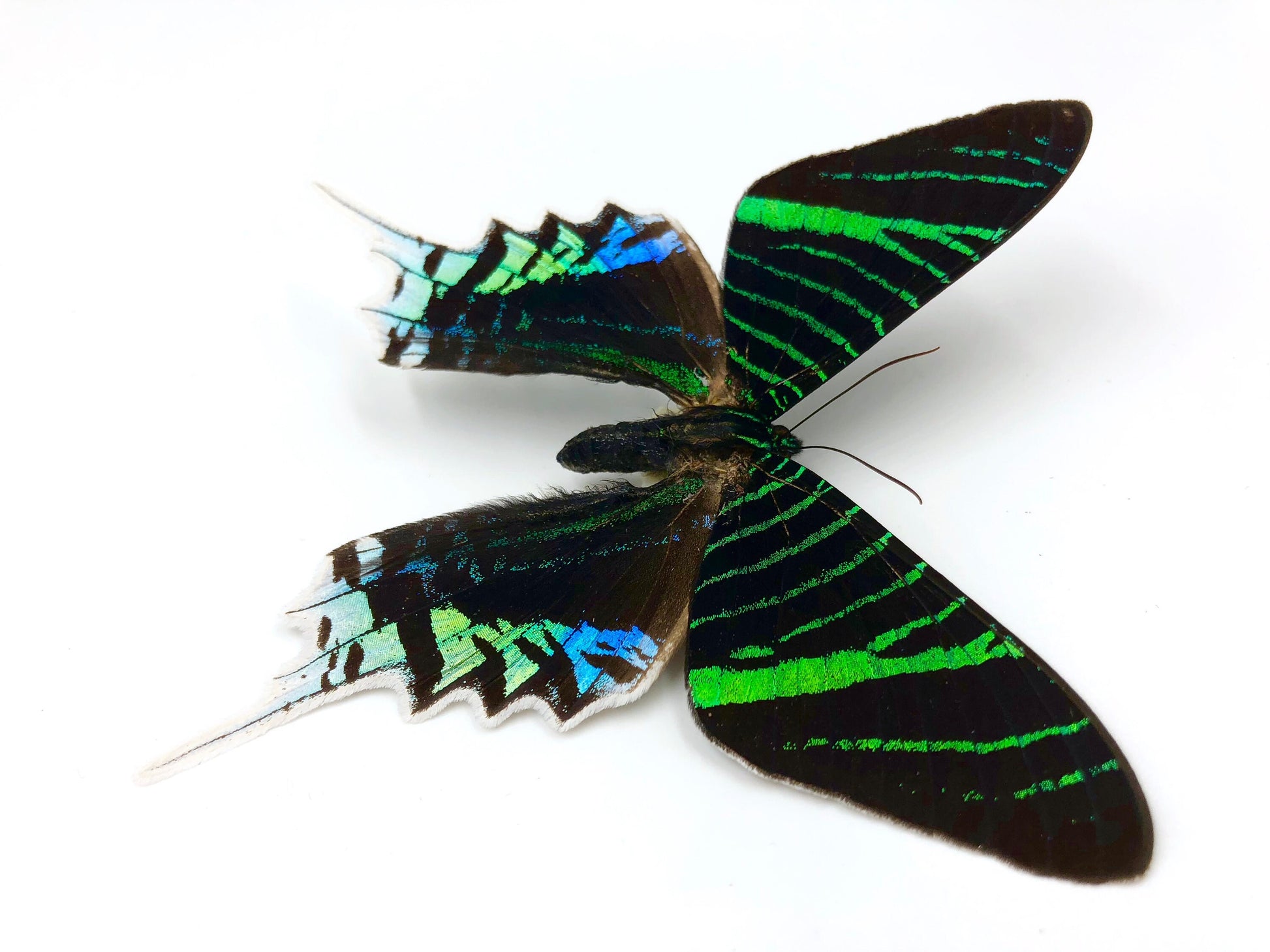 Real Moth Taxidermy Necklace Nature Pendant Bug Necklace Ethical Taxidermy Moth Real Butterfly resin Biology gifts Meaningful necklace