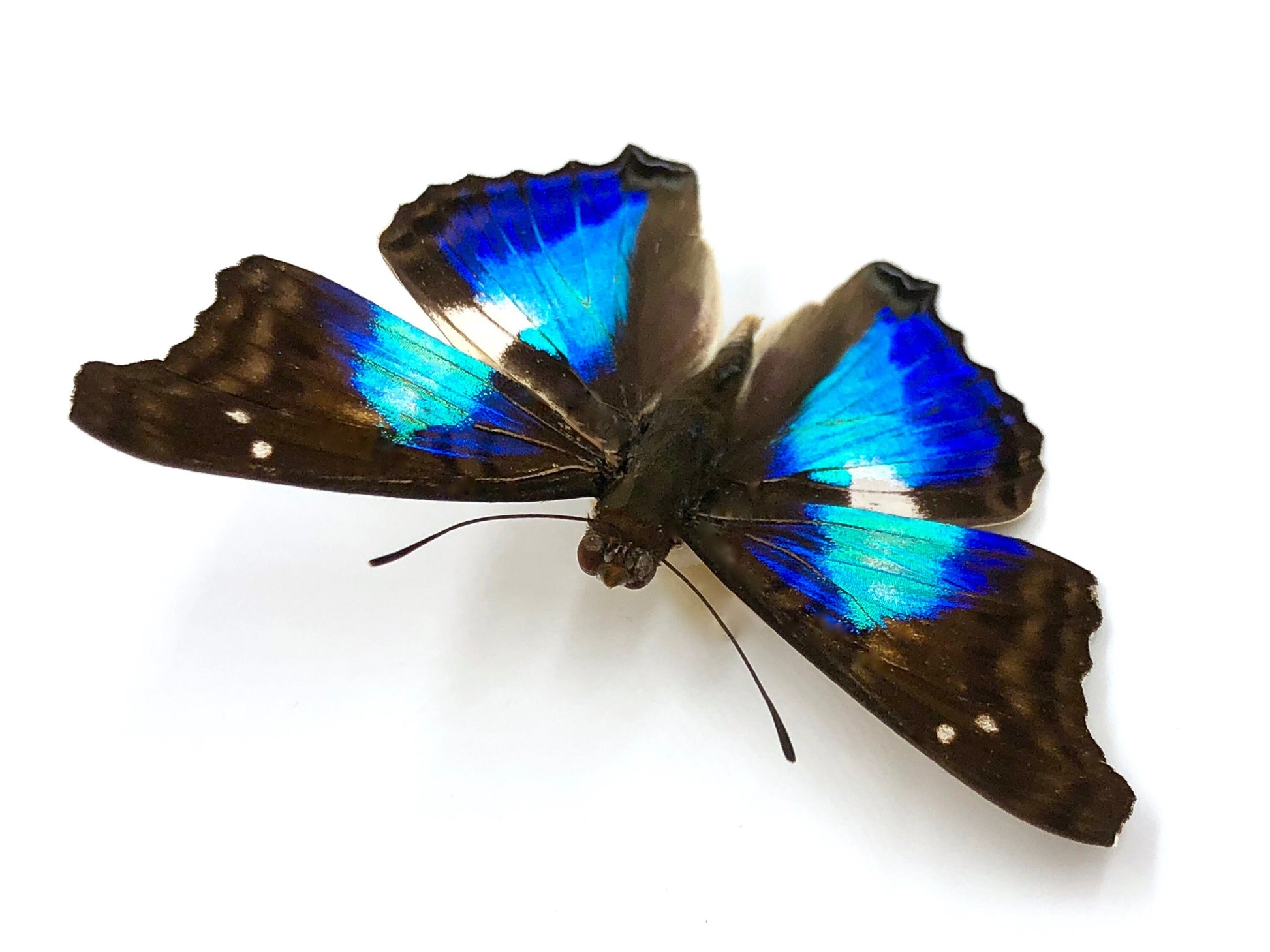 Real butterfly choker for women Real butterfly wing choker necklace Clover necklace Pressed butterfly Pressed flower necklace leather choker