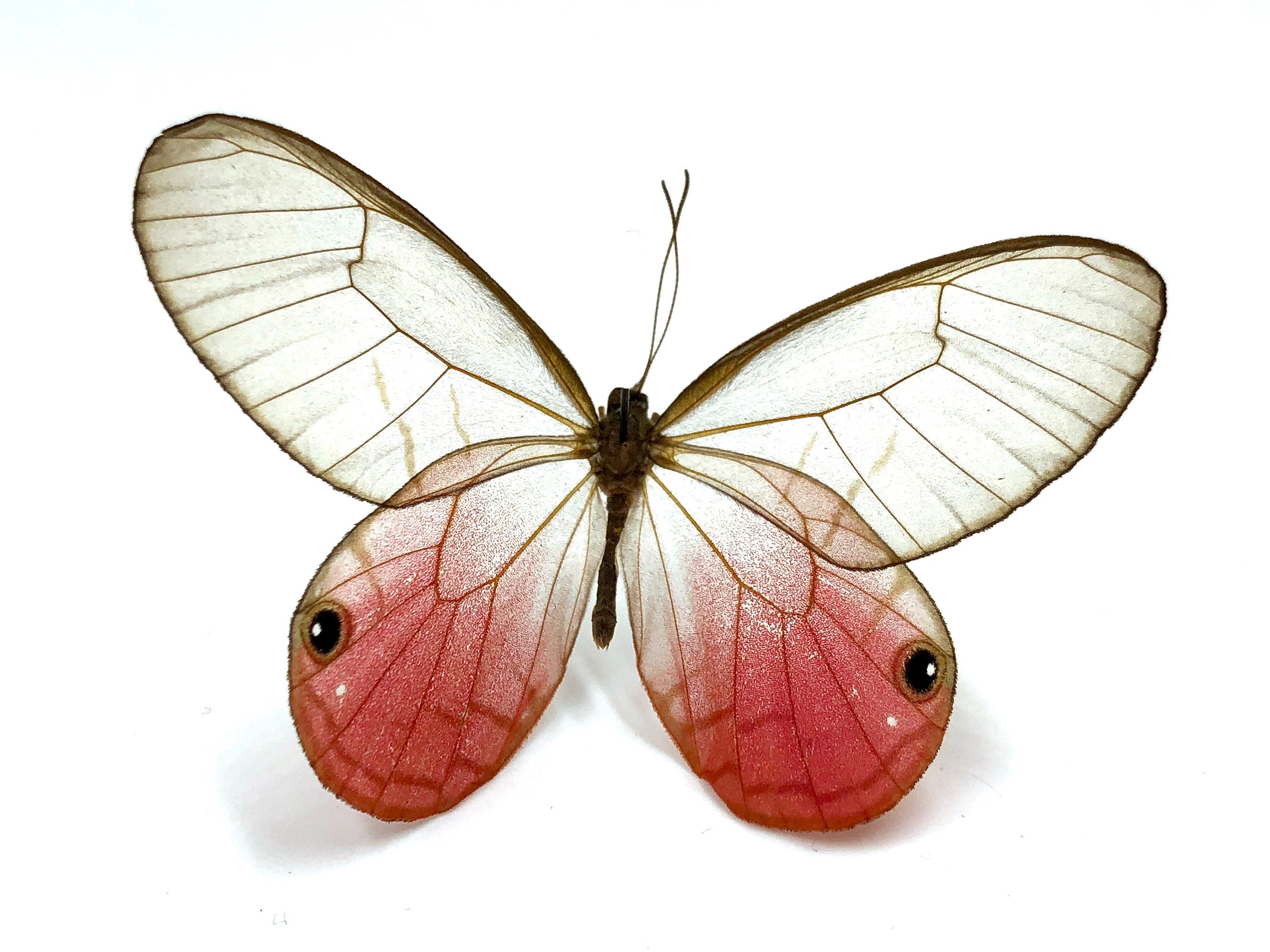 Real Butterfly cufflinks for groom Wedding cuff links for men Rose cufflinks for groomsmen Pink cufflinks for women Gold cufflinks for dad