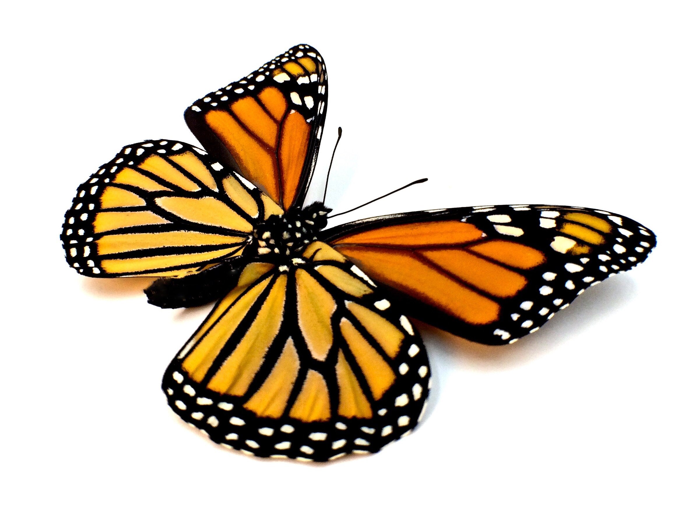 Real Monarch Butterfly cufflinks for wedding Personalized cufflinks for groomsmen Wedding cuff links for groom Father of the bride gift