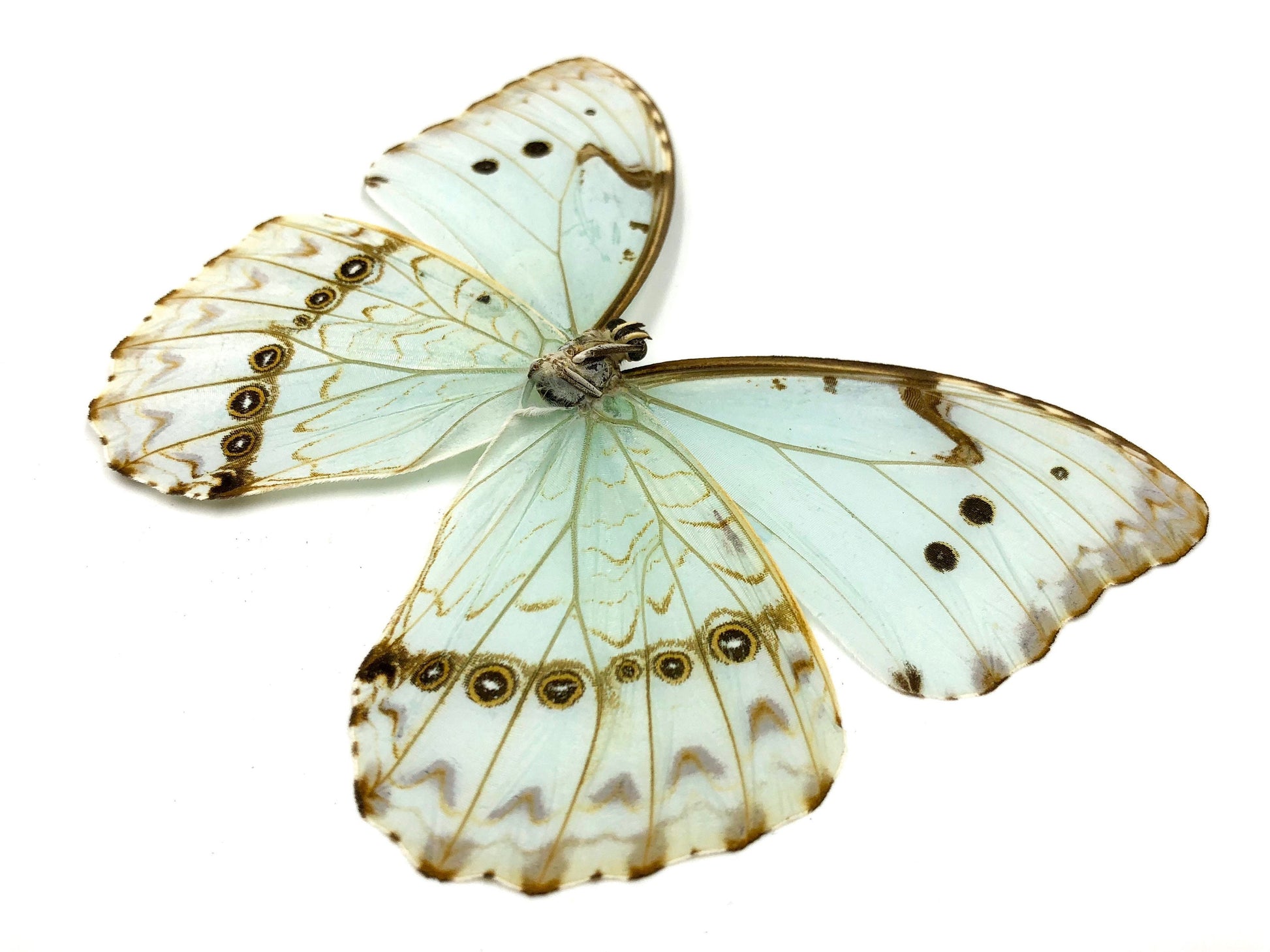 Real Butterfly cufflinks for father of the bride gift Wedding cufflinks groom cuff links from bride Pressed flower cuff links for dad