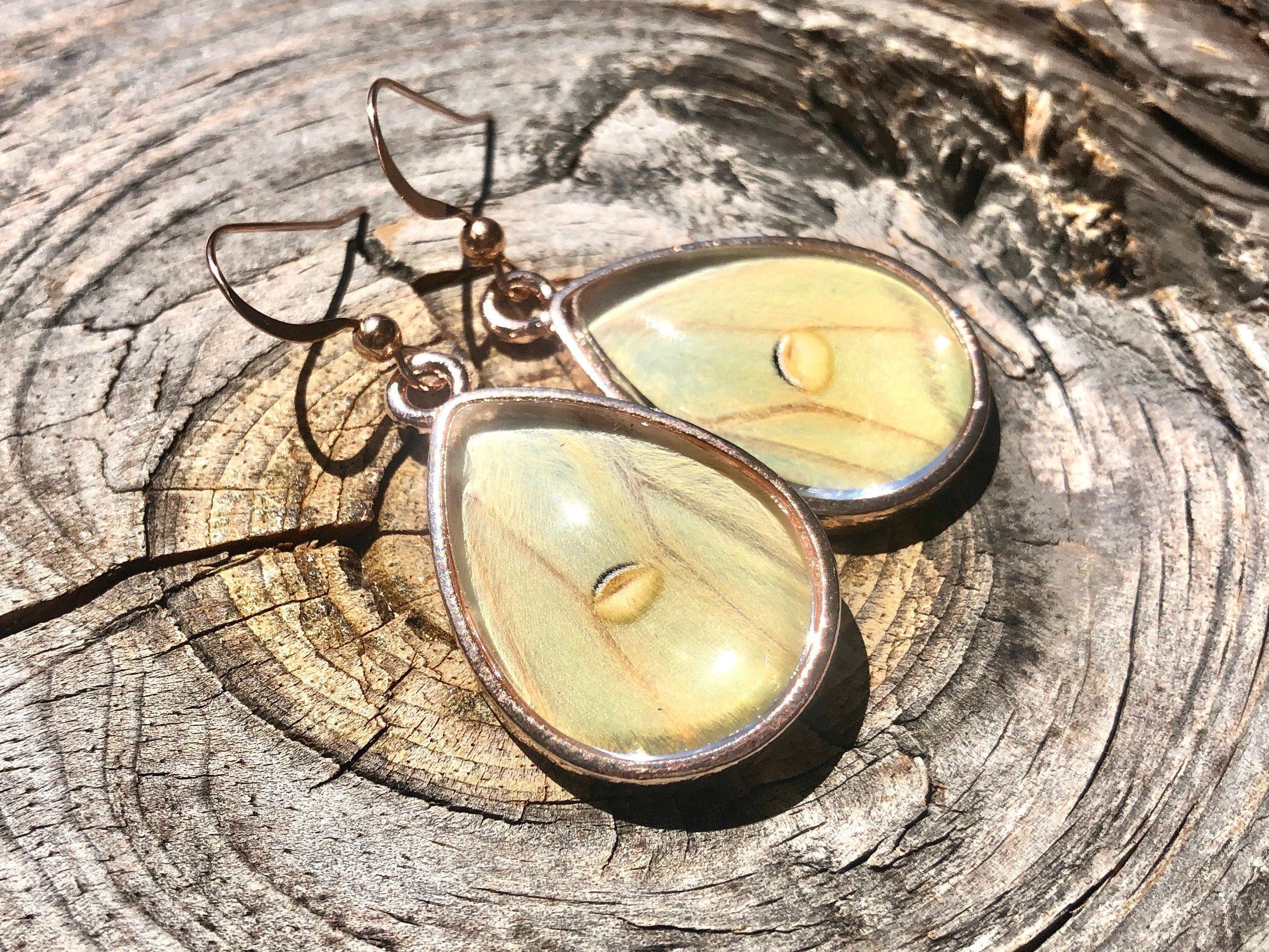 Real luna moth earrings Taxidermy luna moth jewelry Real butterfly wing earrings Taxidermy bug earrings Real moth wing earrings