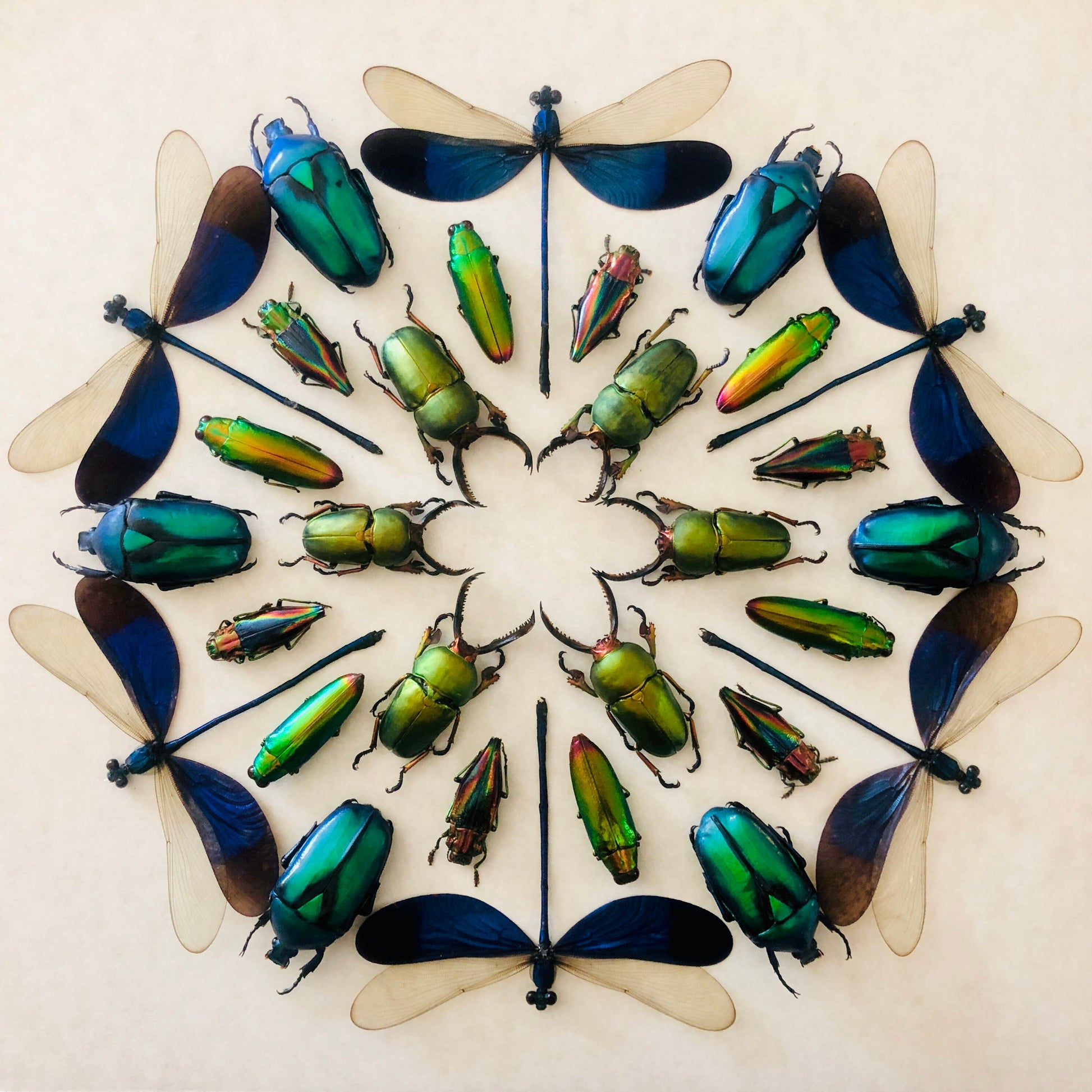 Framed insect taxidermy Oddities and curiosities Framed wall art mixed media Real insect collage Dragonfly taxidermy beetle Kaleidoscope