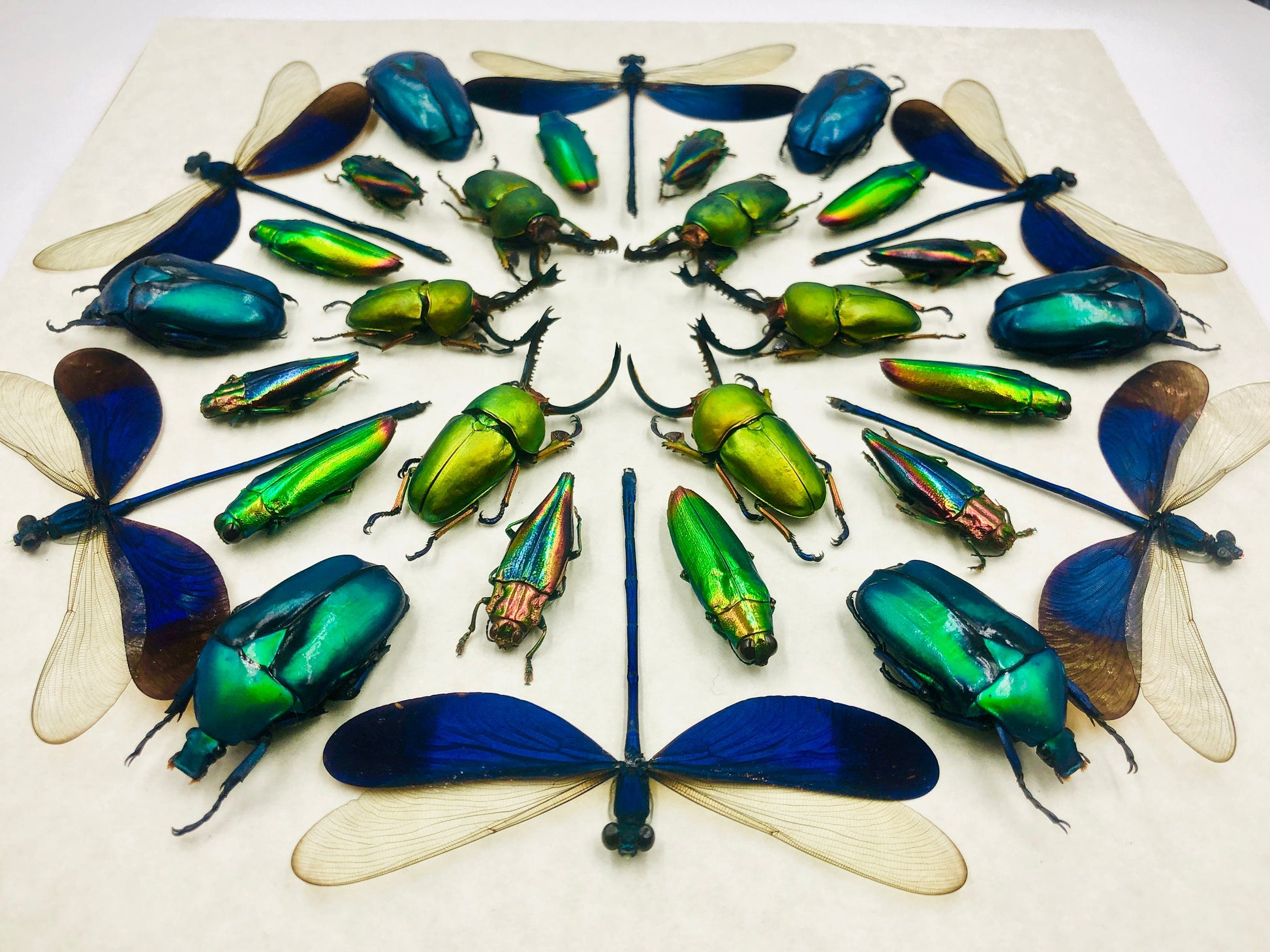 Framed insect taxidermy Oddities and curiosities Framed wall art mixed media Real insect collage Dragonfly taxidermy beetle Kaleidoscope