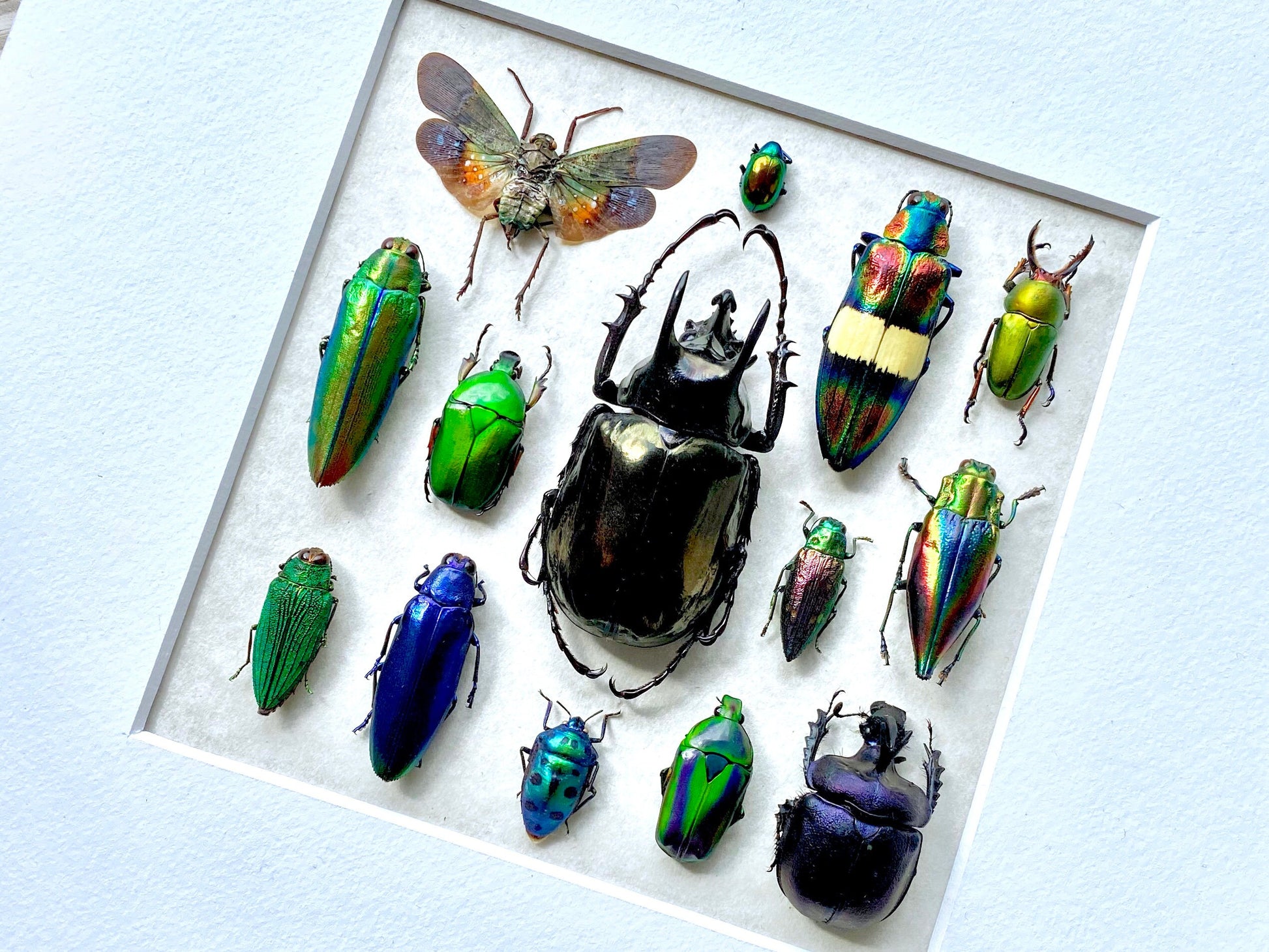 Framed insect taxidermy Oddities and curiosities Framed wall art Real insect art Bug collection Beetle taxidermy art Real bug taxidermy