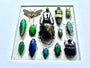 Framed insect taxidermy Oddities and curiosities Framed wall art Real insect art Bug collection Beetle taxidermy art Real bug taxidermy