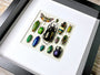 Framed insect taxidermy Oddities and curiosities Framed wall art Real insect art Bug collection Beetle taxidermy art Real bug taxidermy