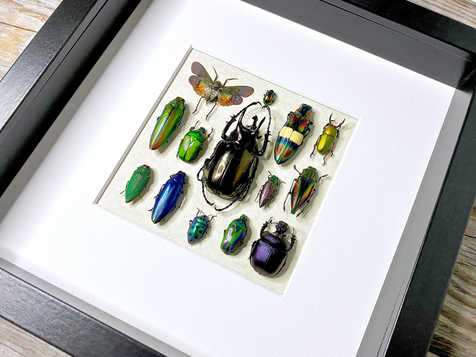 Framed insect taxidermy Oddities and curiosities Framed wall art Real insect art Bug collection Beetle taxidermy art Real bug taxidermy