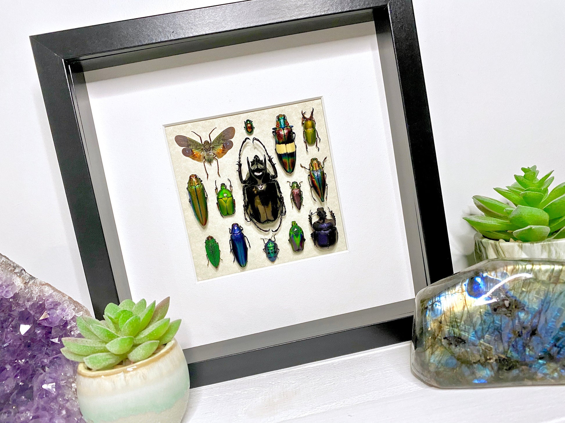 Framed insect taxidermy Oddities and curiosities Framed wall art Real insect art Bug collection Beetle taxidermy art Real bug taxidermy