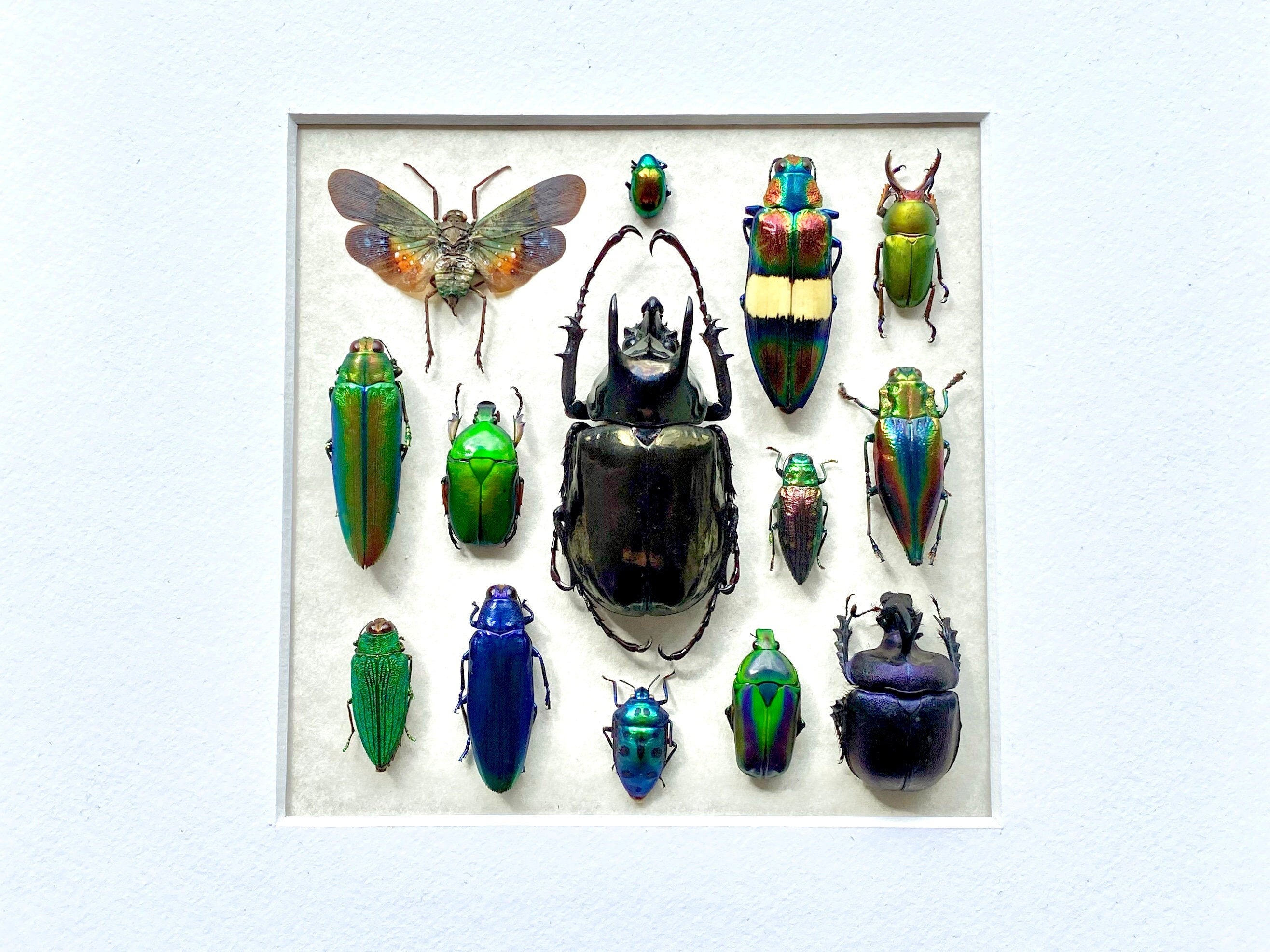 Framed insect taxidermy Oddities and curiosities Framed wall art Real insect art Bug collection Beetle taxidermy art Real bug taxidermy