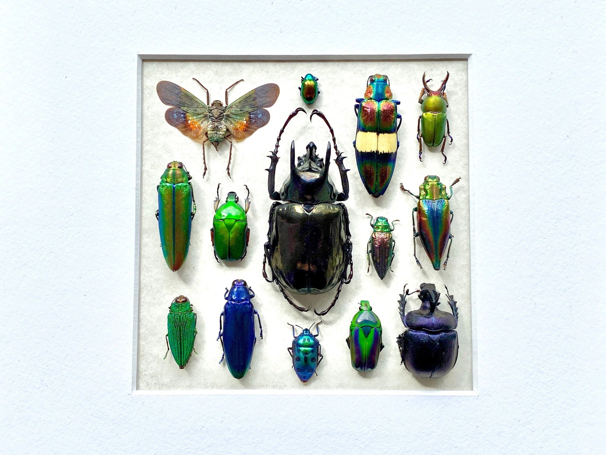 Framed insect taxidermy Oddities and curiosities Framed wall art Real insect art Bug collection Beetle taxidermy art Real bug taxidermy