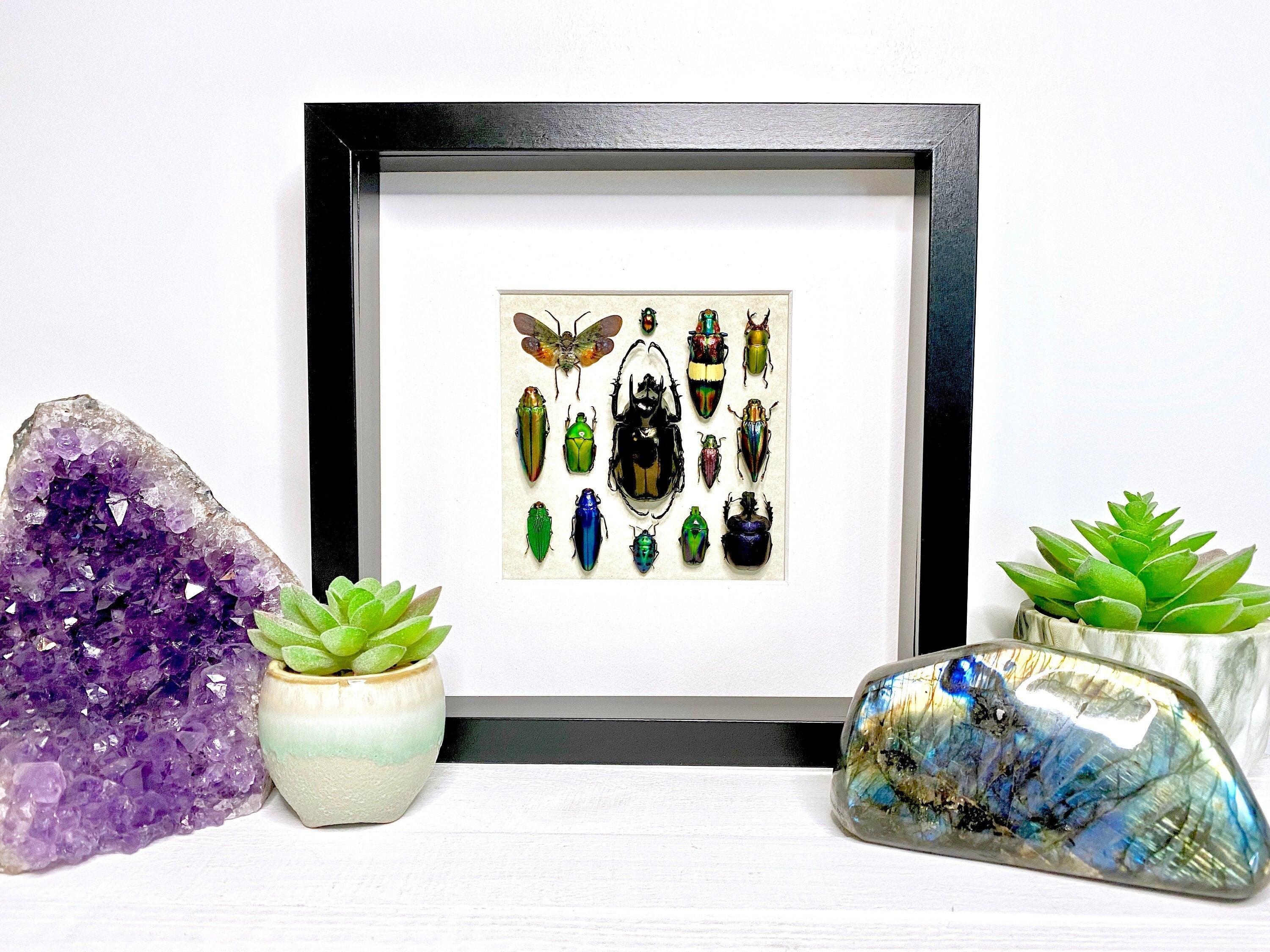 Framed insect taxidermy Oddities and curiosities Framed wall art Real insect art Bug collection Beetle taxidermy art Real bug taxidermy