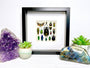 Framed insect taxidermy Oddities and curiosities Framed wall art Real insect art Bug collection Beetle taxidermy art Real bug taxidermy