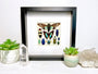 Framed butterfly wall art Real insect taxidermy art Framed butterflies Oddities and curiosities Taxidermy wall art Framed cicada taxidermy