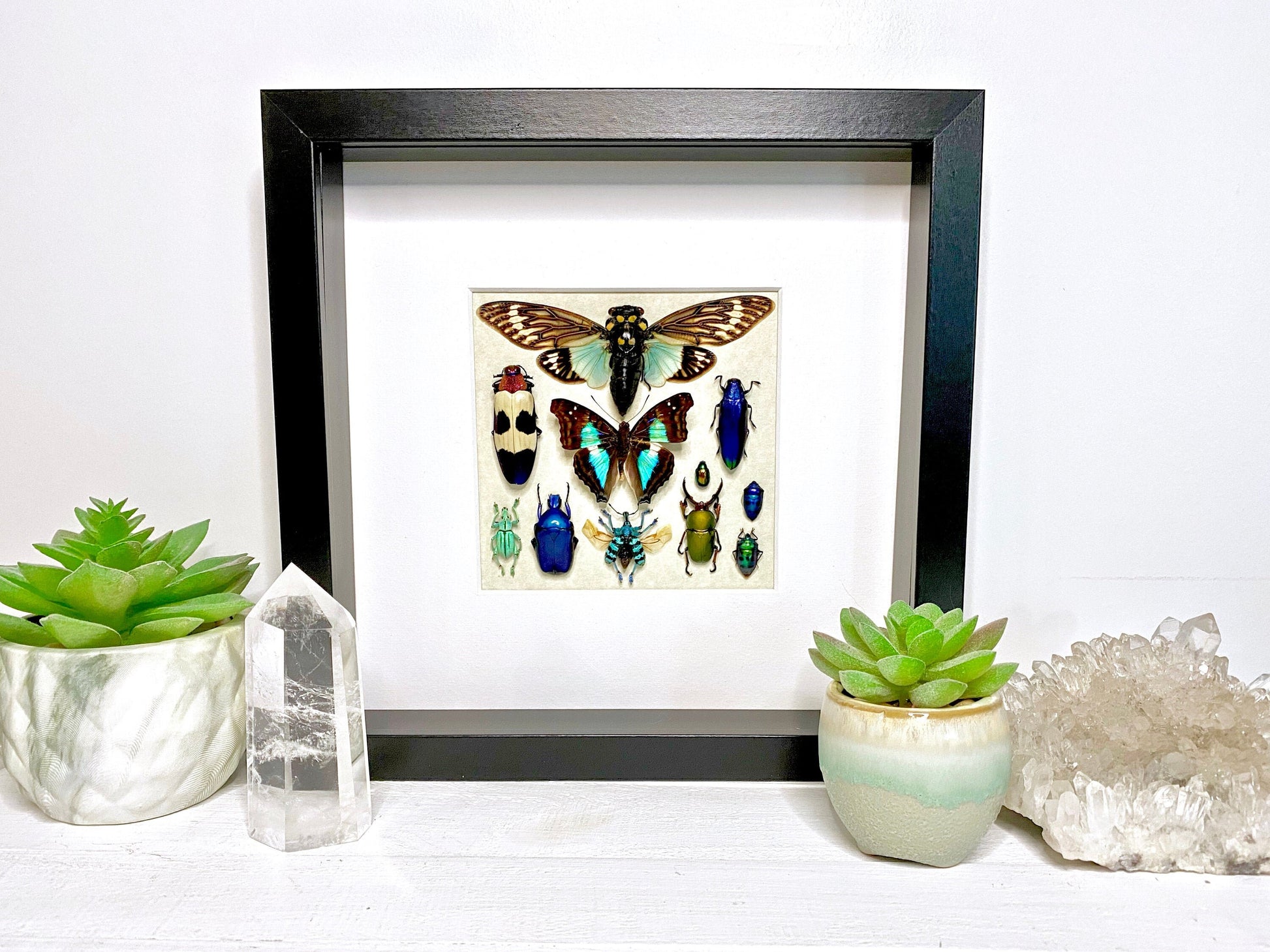 Framed butterfly wall art Real insect taxidermy art Framed butterflies Oddities and curiosities Taxidermy wall art Framed cicada taxidermy