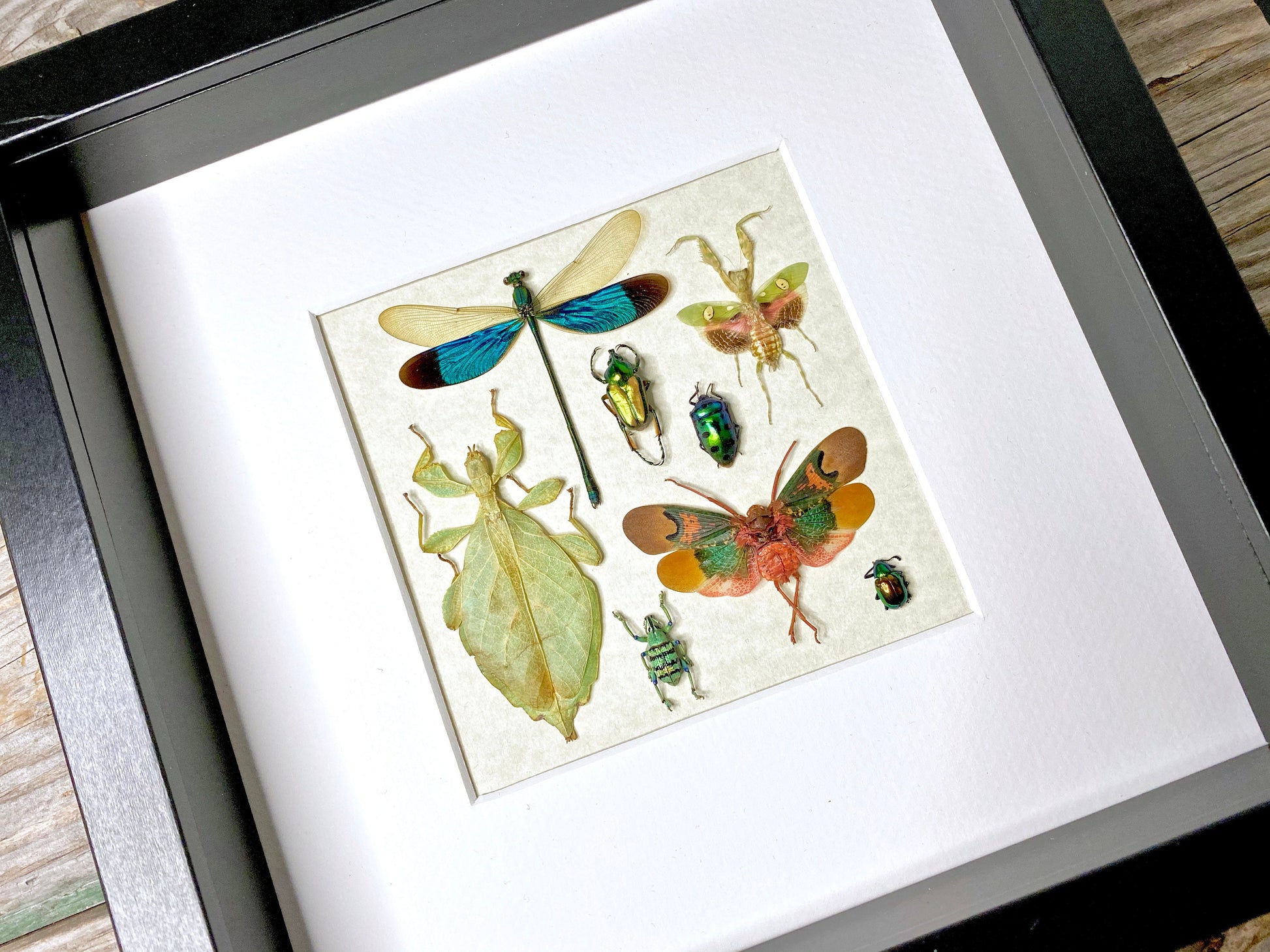Real insect taxidermy art Dragonfly taxidermy Oddities and curiosities Praying Mantis Taxidermy wall art Bug collection Framed wall art