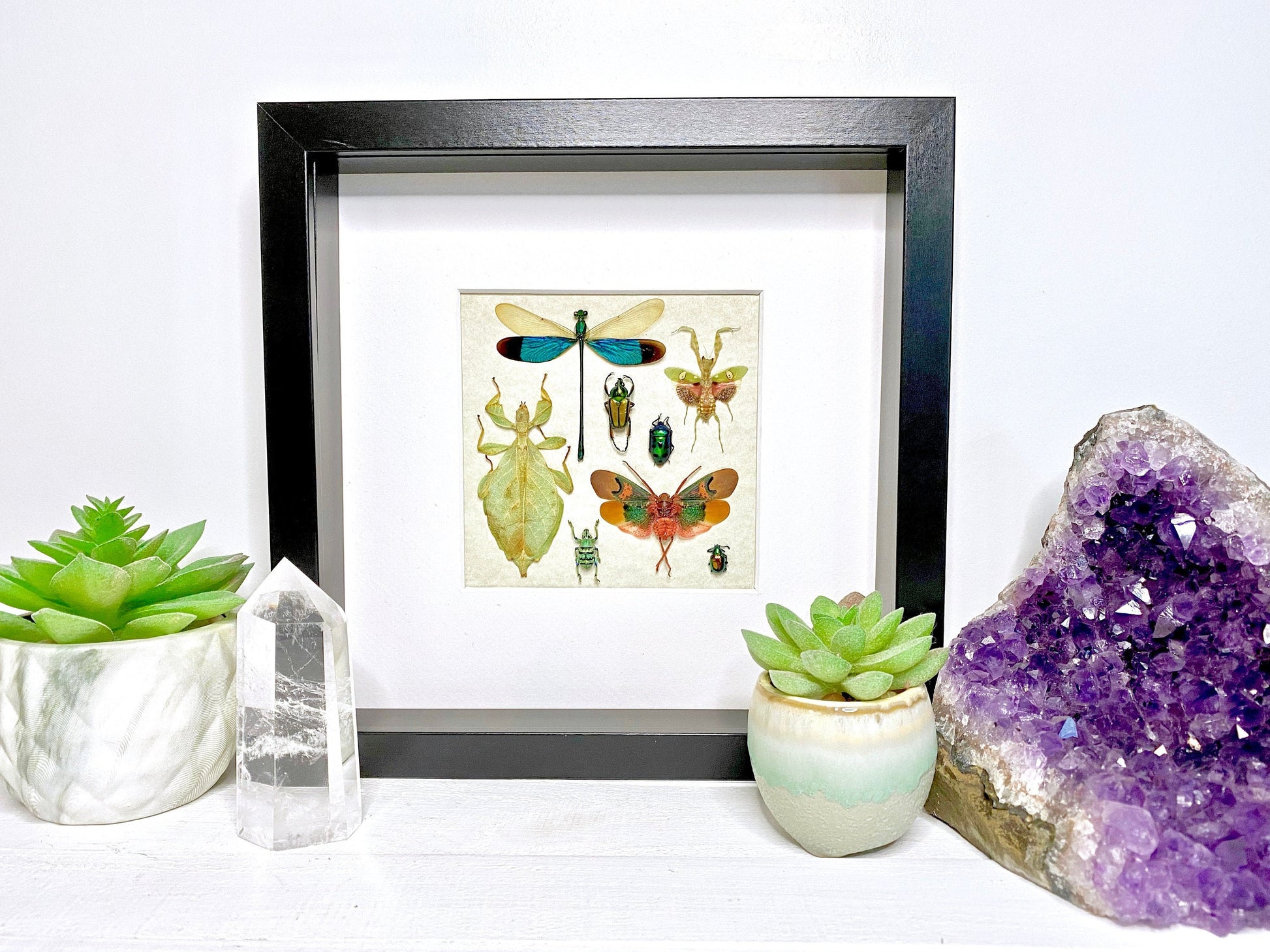 Real insect taxidermy art Dragonfly taxidermy Oddities and curiosities Praying Mantis Taxidermy wall art Bug collection Framed wall art