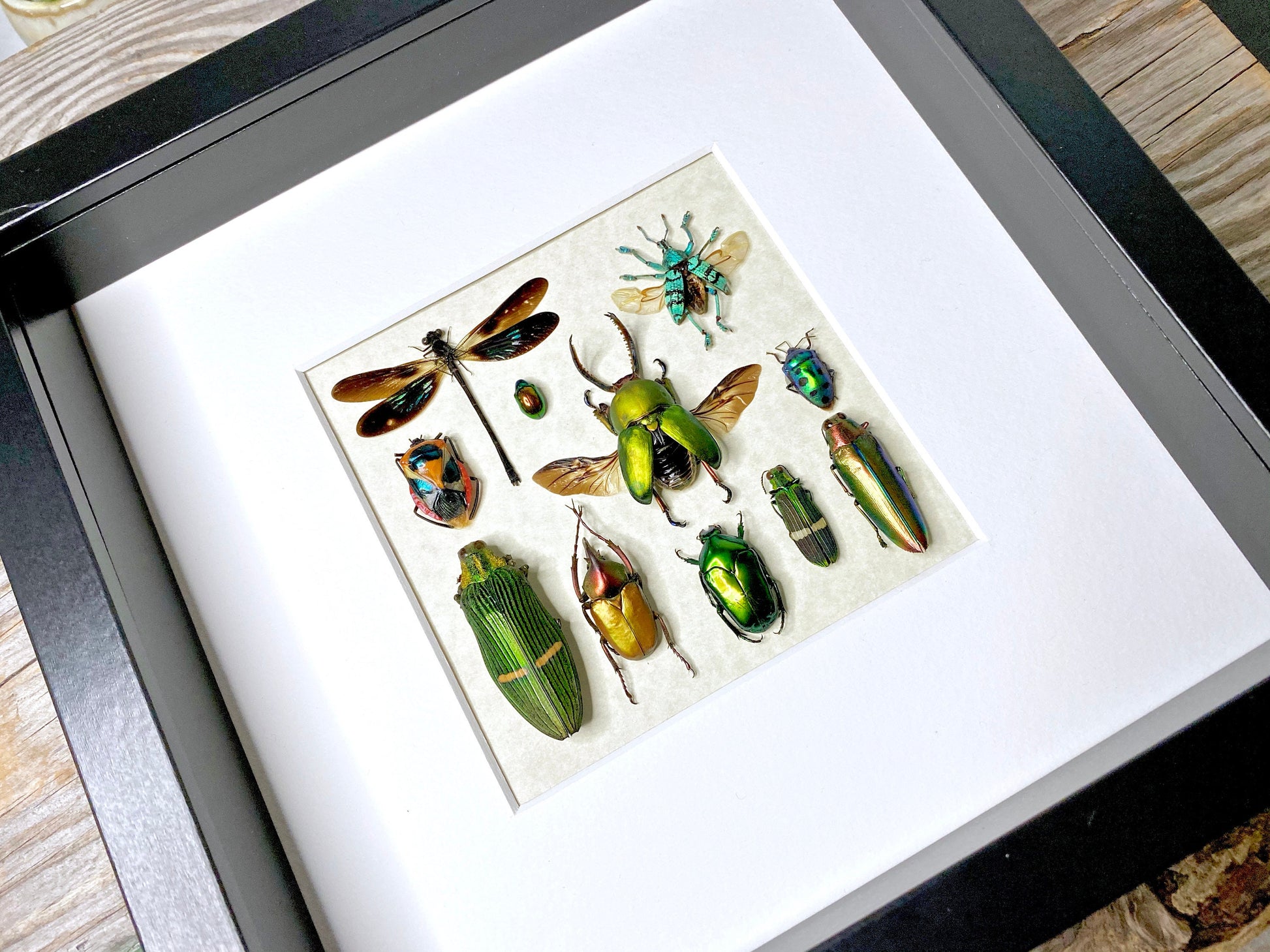 Framed taxidermy insects Oddities and curiosities Real insect taxidermy art Bug taxidermy wall art Insect shadow box Framed wall art