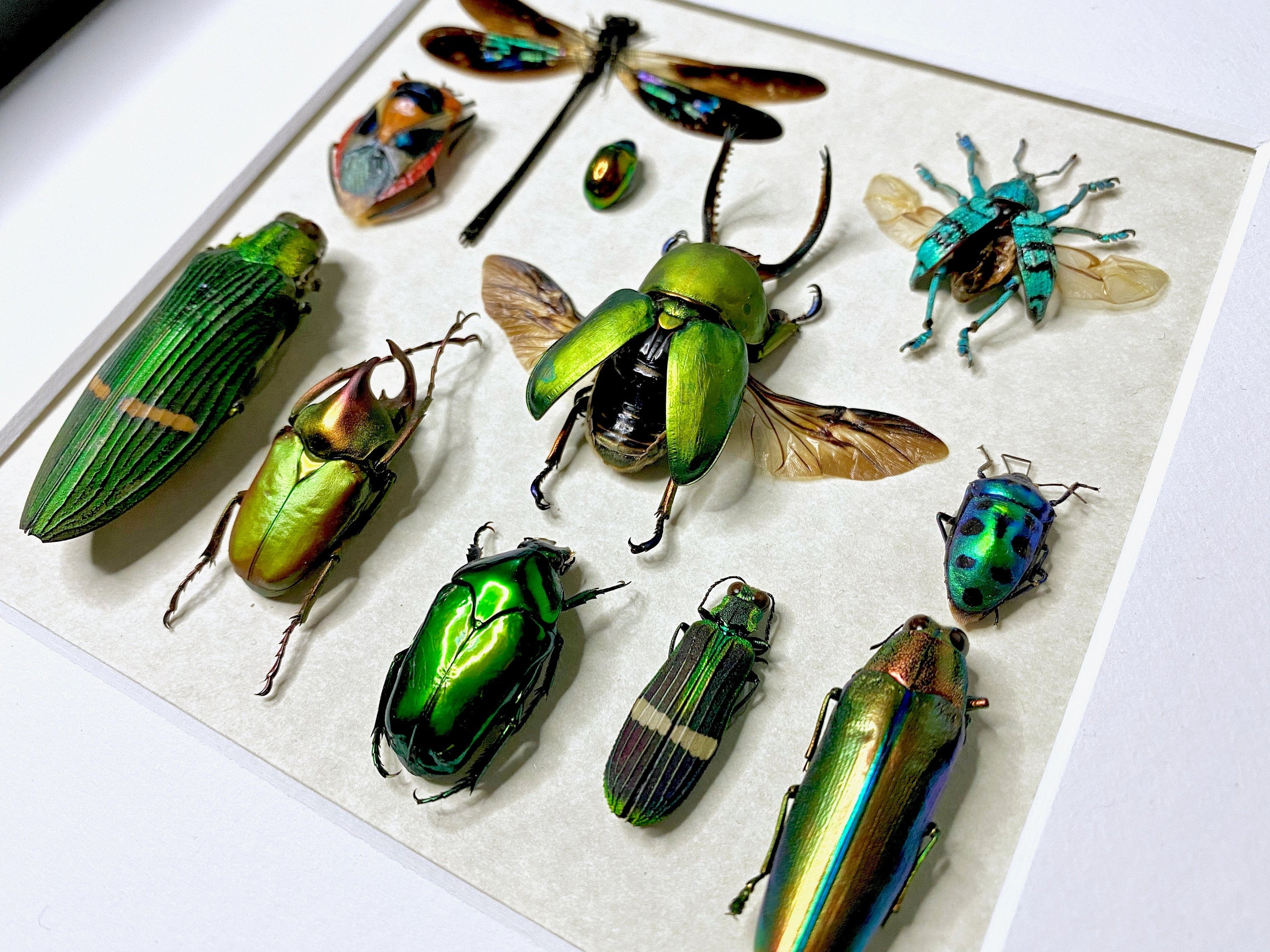 Framed taxidermy insects Oddities and curiosities Real insect taxidermy art Bug taxidermy wall art Insect shadow box Framed wall art