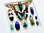 Framed butterfly wall art Real insect taxidermy art Framed butterflies Oddities and curiosities Taxidermy wall art Framed cicada taxidermy