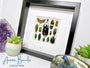 Framed insect taxidermy Oddities and curiosities Framed wall art Real insect art Bug collection Beetle taxidermy art Real bug taxidermy