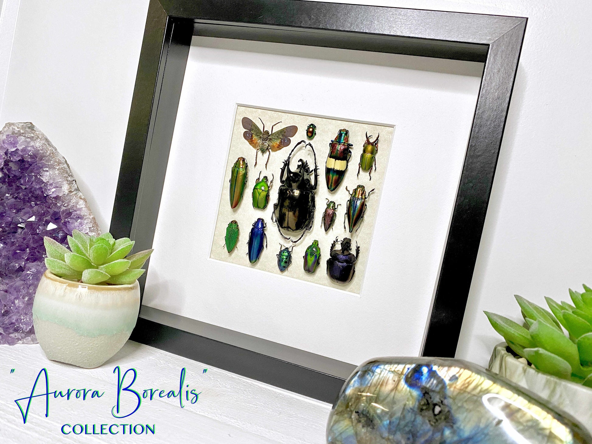 Framed insect taxidermy Oddities and curiosities Framed wall art Real insect art Bug collection Beetle taxidermy art Real bug taxidermy