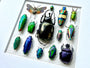Framed insect taxidermy Oddities and curiosities Framed wall art Real insect art Bug collection Beetle taxidermy art Real bug taxidermy