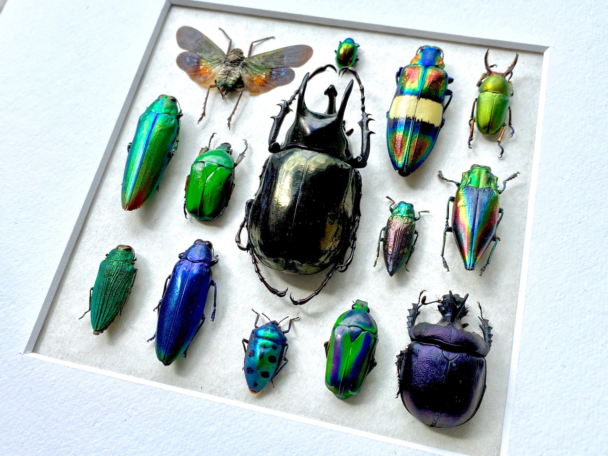 Framed insect taxidermy Oddities and curiosities Framed wall art Real insect art Bug collection Beetle taxidermy art Real bug taxidermy