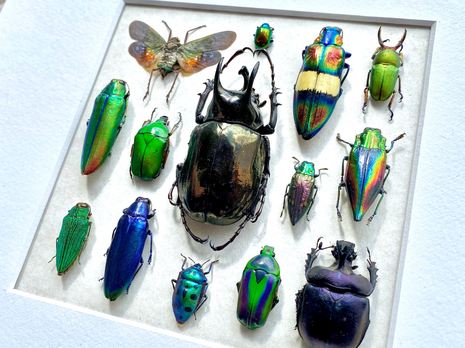 Framed insect taxidermy Oddities and curiosities Framed wall art Real insect art Bug collection Beetle taxidermy art Real bug taxidermy