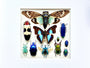 Framed butterfly wall art Real insect taxidermy art Framed butterflies Oddities and curiosities Taxidermy wall art Framed cicada taxidermy