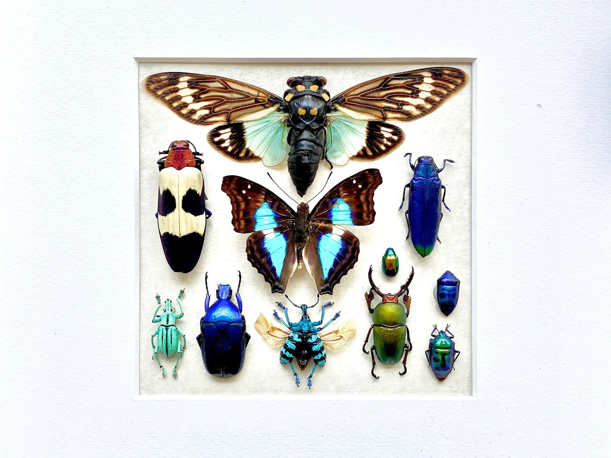 Framed butterfly wall art Real insect taxidermy art Framed butterflies Oddities and curiosities Taxidermy wall art Framed cicada taxidermy