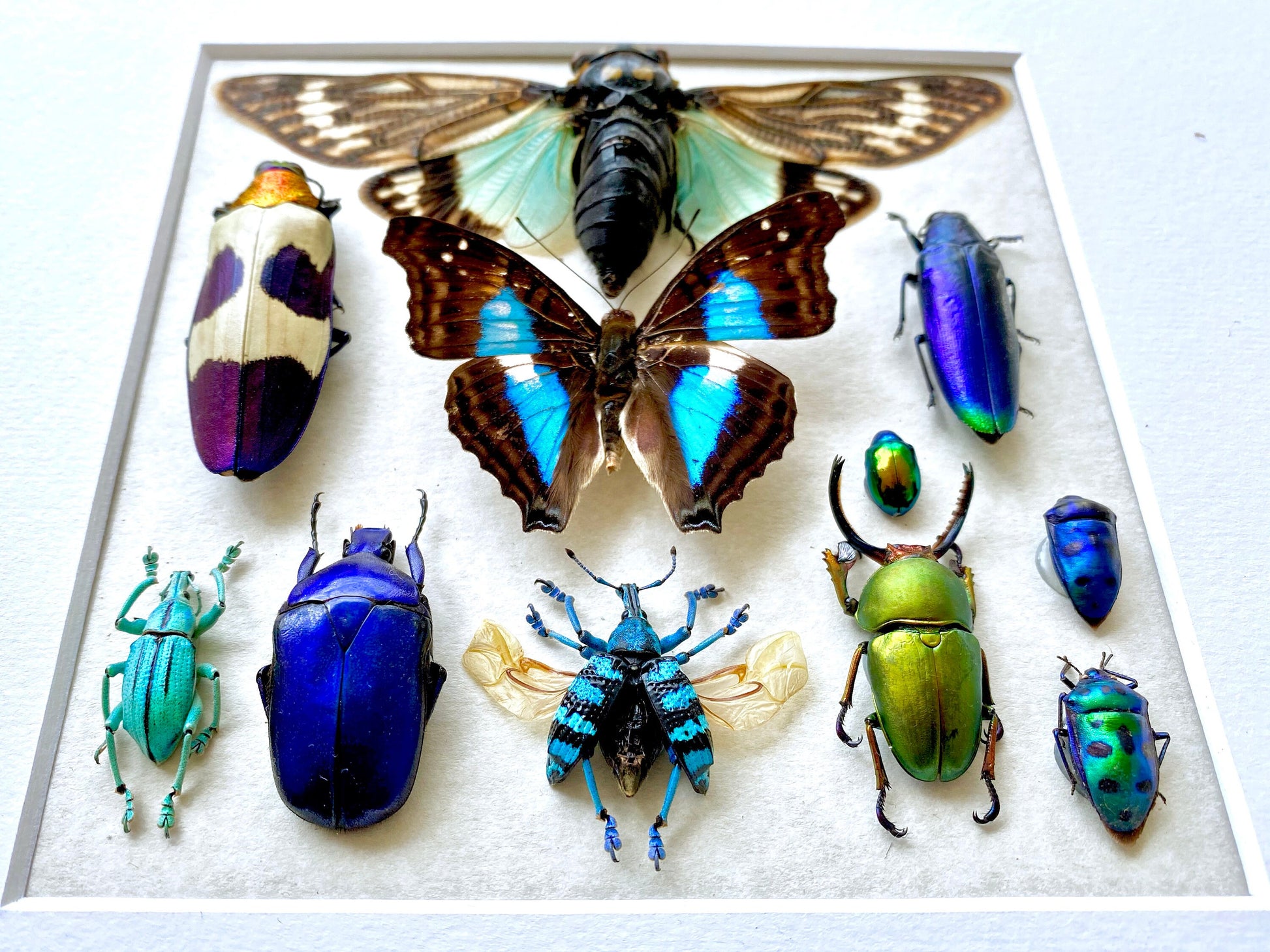 Framed butterfly wall art Real insect taxidermy art Framed butterflies Oddities and curiosities Taxidermy wall art Framed cicada taxidermy