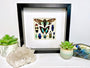 Framed butterfly wall art Real insect taxidermy art Framed butterflies Oddities and curiosities Taxidermy wall art Framed cicada taxidermy