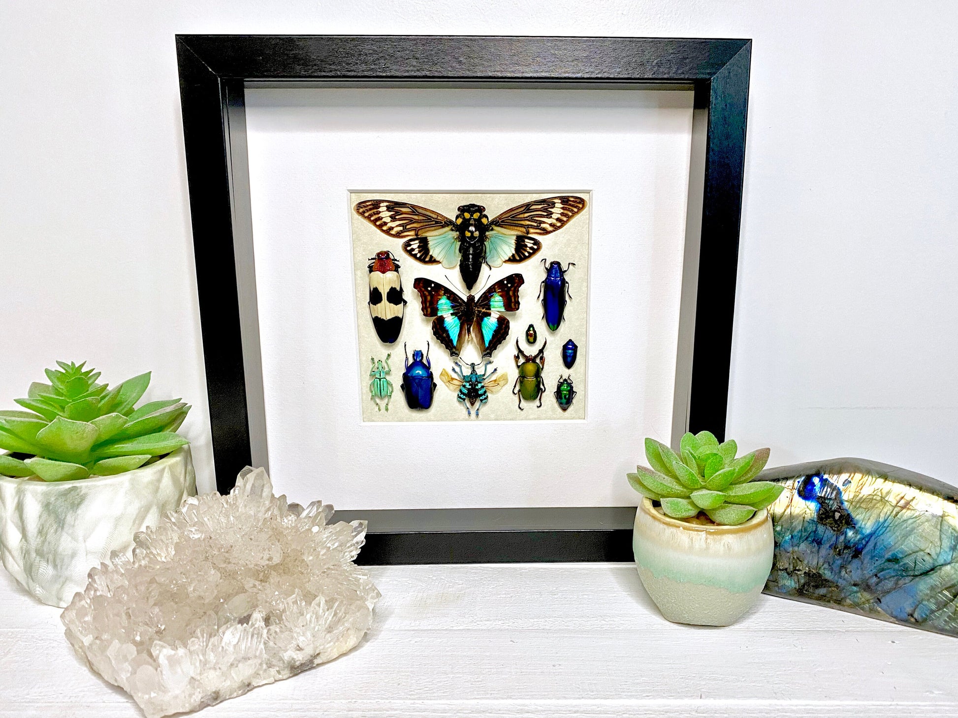 Framed butterfly wall art Real insect taxidermy art Framed butterflies Oddities and curiosities Taxidermy wall art Framed cicada taxidermy