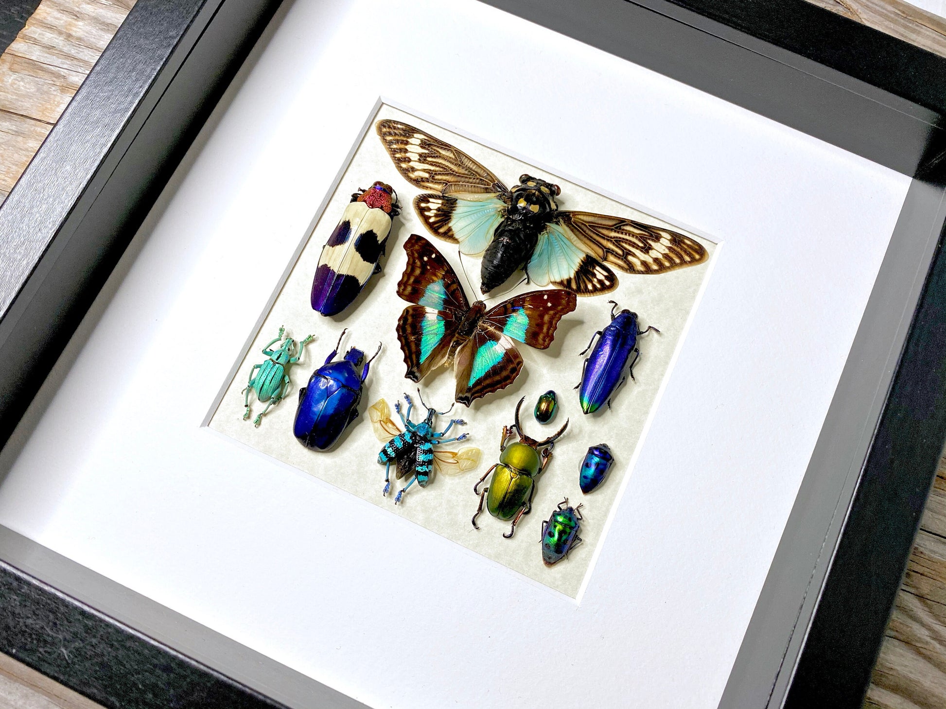 Framed butterfly wall art Real insect taxidermy art Framed butterflies Oddities and curiosities Taxidermy wall art Framed cicada taxidermy