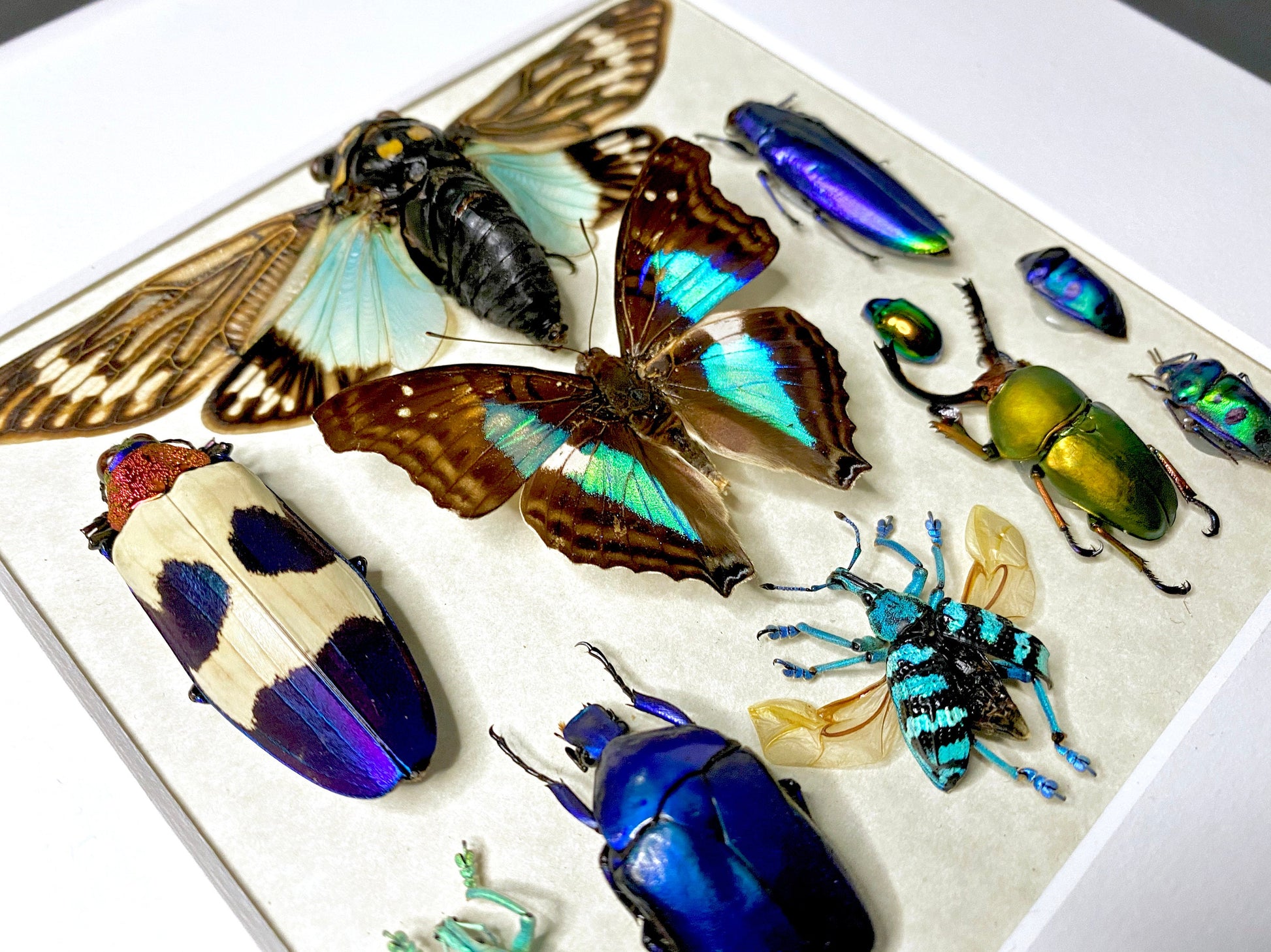 Framed butterfly wall art Real insect taxidermy art Framed butterflies Oddities and curiosities Taxidermy wall art Framed cicada taxidermy