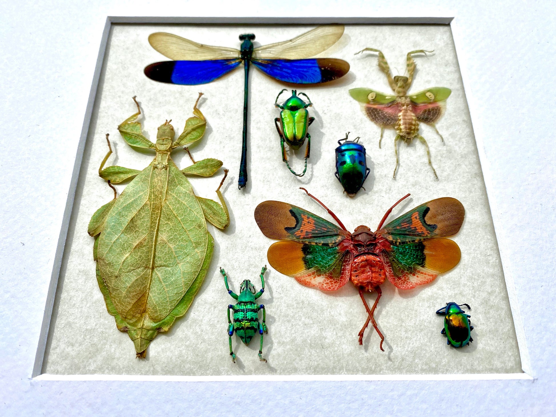 Real insect taxidermy art Dragonfly taxidermy Oddities and curiosities Praying Mantis Taxidermy wall art Bug collection Framed wall art