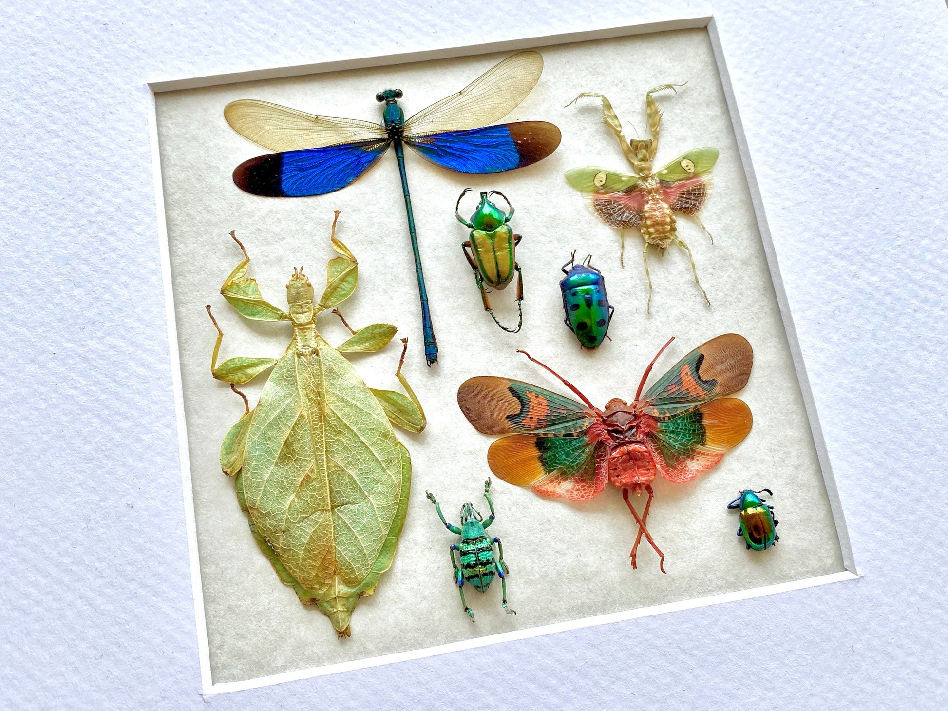 Real insect taxidermy art Dragonfly taxidermy Oddities and curiosities Praying Mantis Taxidermy wall art Bug collection Framed wall art