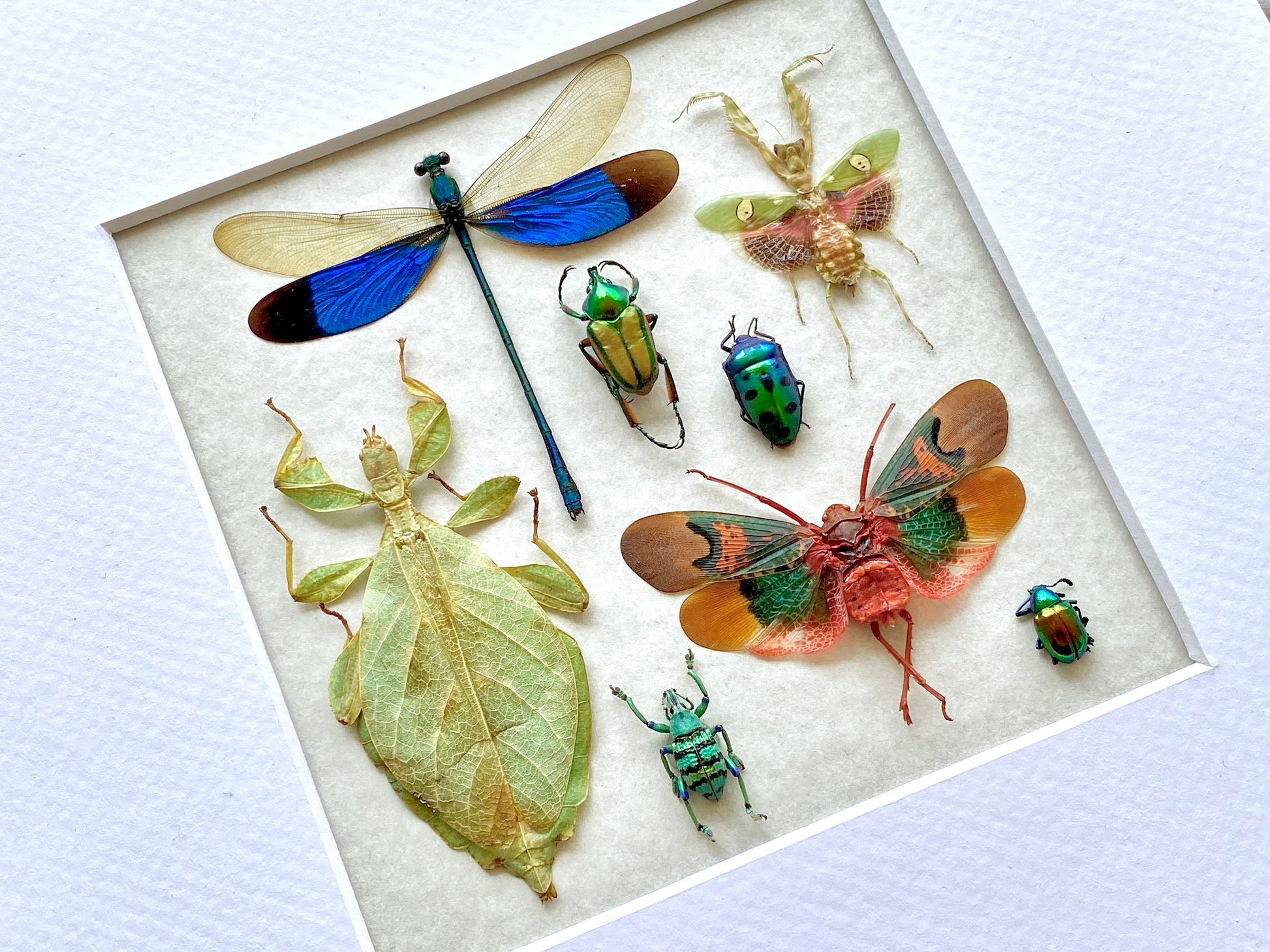 Real insect taxidermy art Dragonfly taxidermy Oddities and curiosities Praying Mantis Taxidermy wall art Bug collection Framed wall art