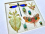 Real insect taxidermy art Dragonfly taxidermy Oddities and curiosities Praying Mantis Taxidermy wall art Bug collection Framed wall art