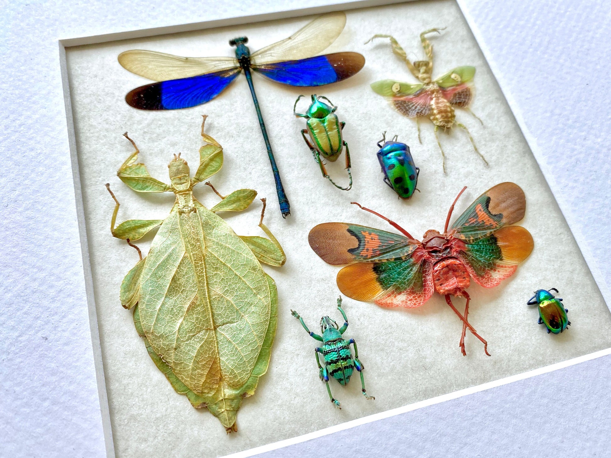 Real insect taxidermy art Dragonfly taxidermy Oddities and curiosities Praying Mantis Taxidermy wall art Bug collection Framed wall art