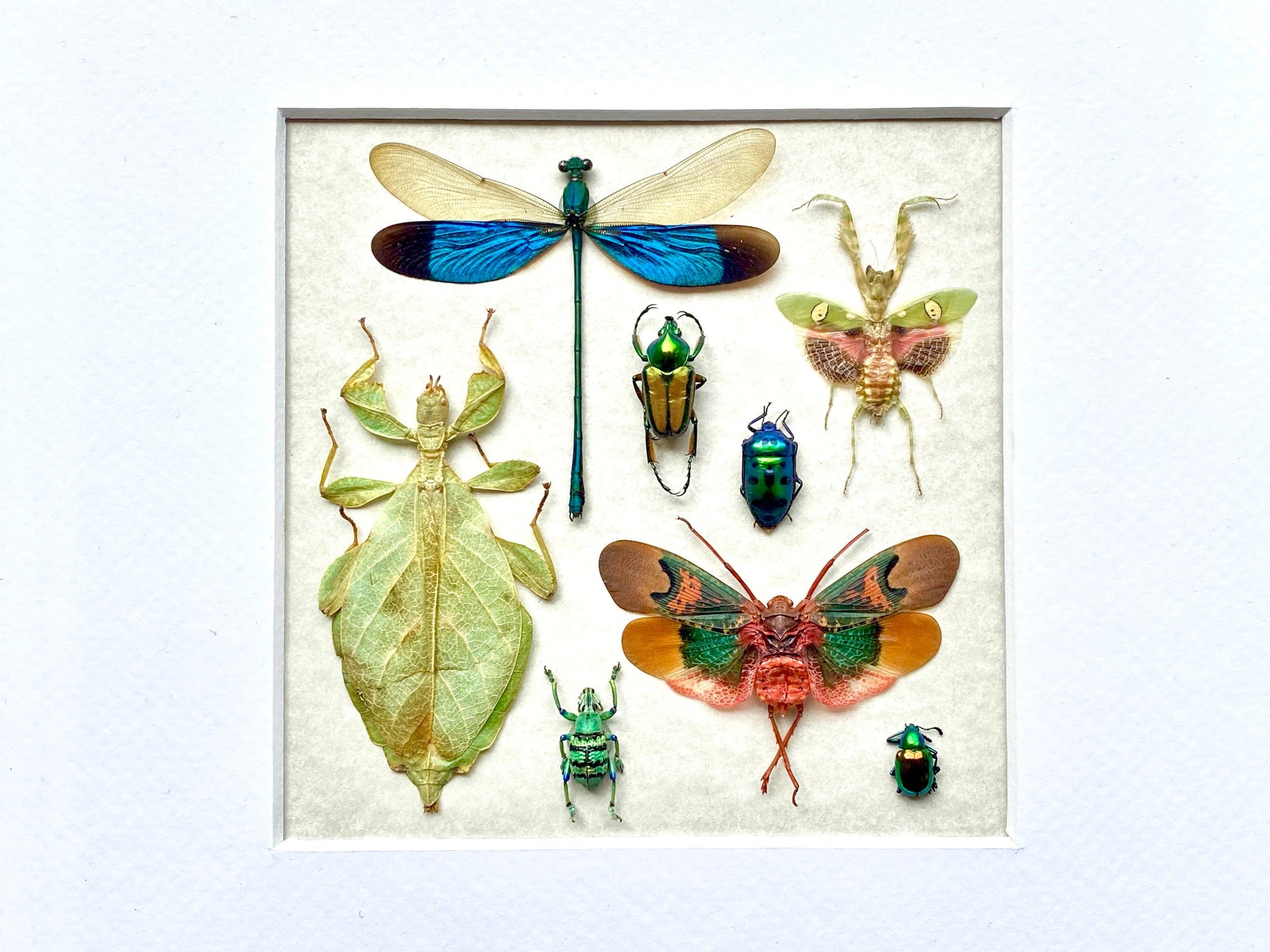 Real insect taxidermy art Dragonfly taxidermy Oddities and curiosities Praying Mantis Taxidermy wall art Bug collection Framed wall art