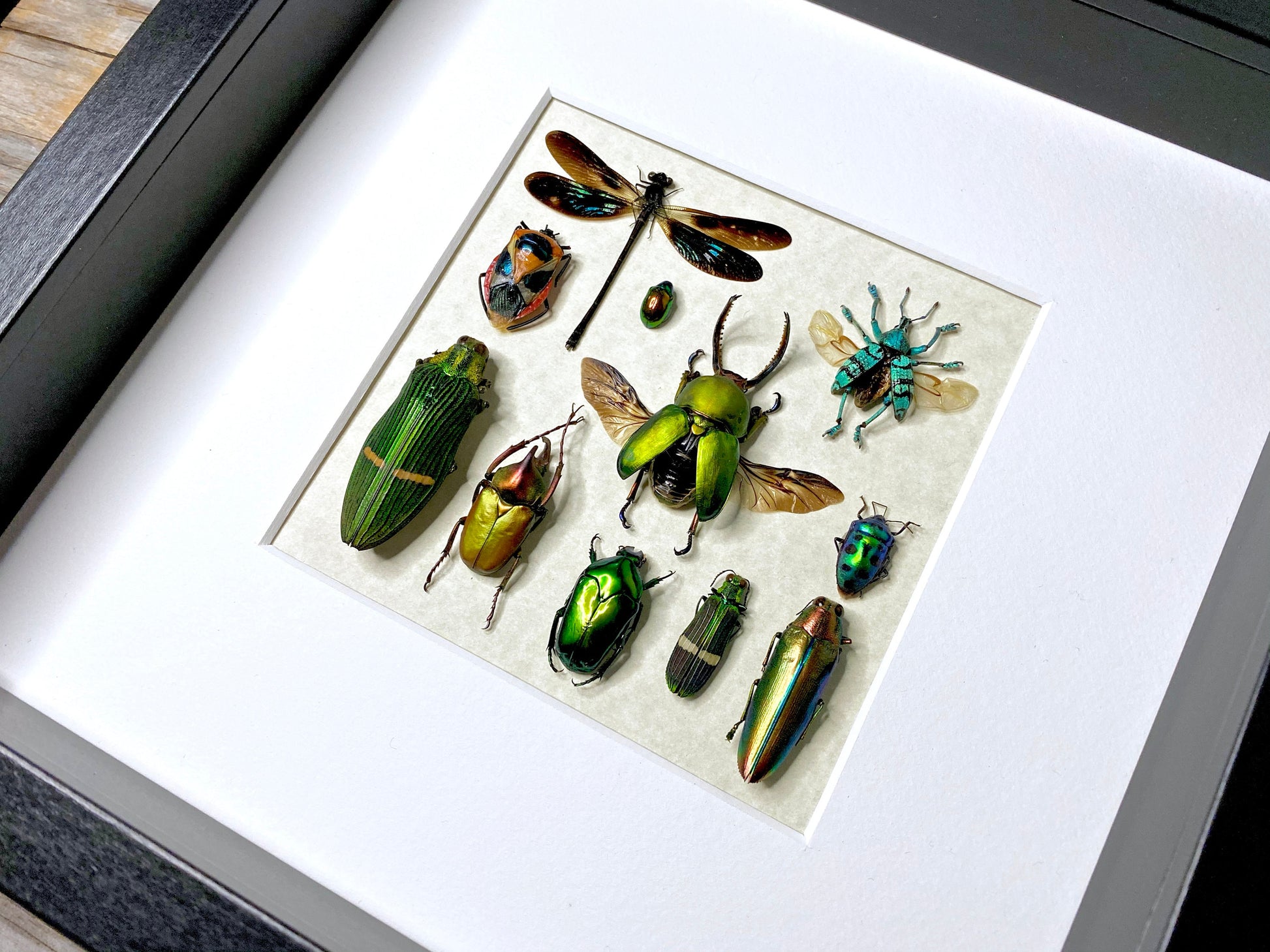 Framed taxidermy insects Oddities and curiosities Real insect taxidermy art Bug taxidermy wall art Insect shadow box Framed wall art