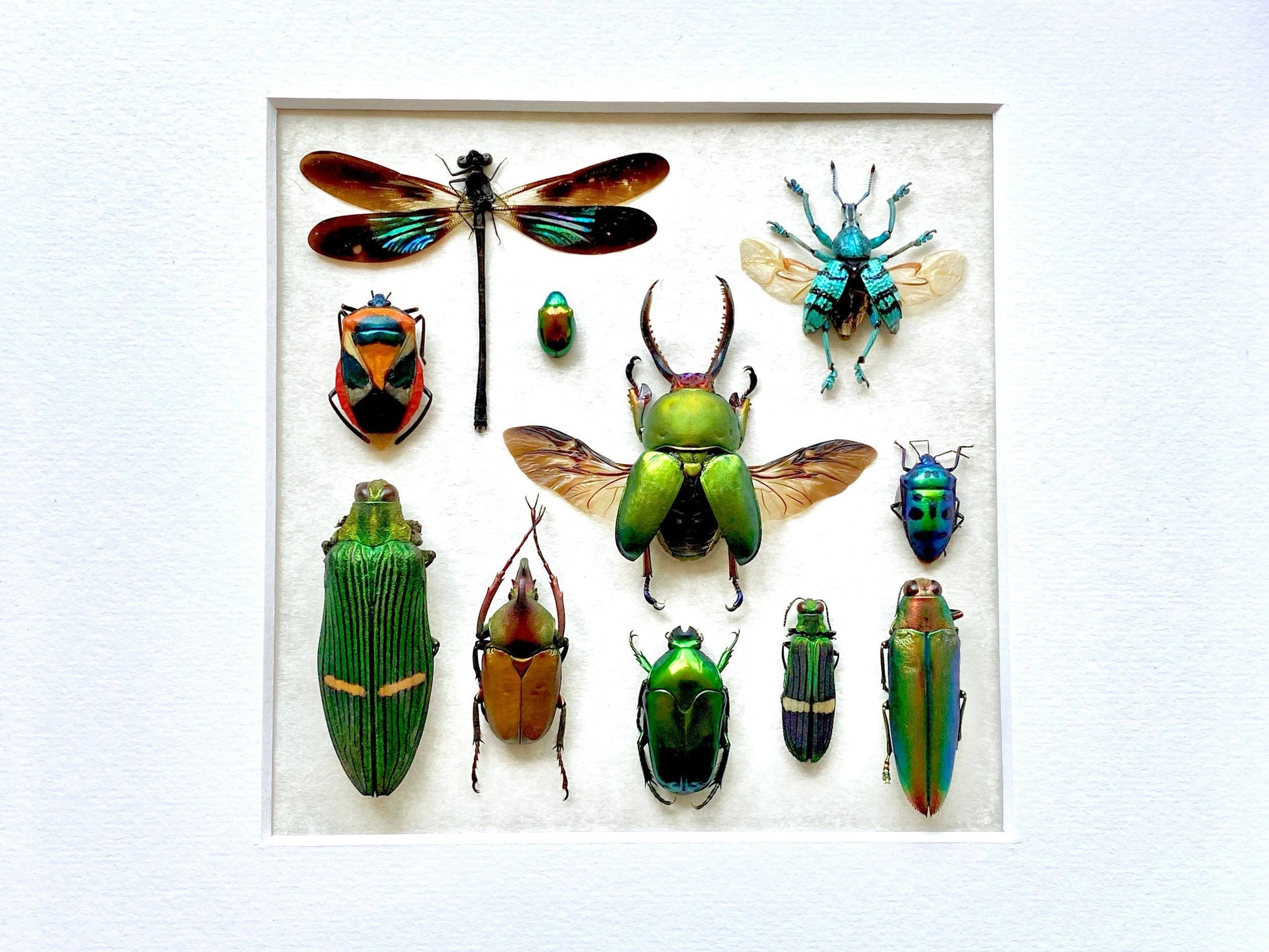 Framed taxidermy insects Oddities and curiosities Real insect taxidermy art Bug taxidermy wall art Insect shadow box Framed wall art