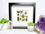 Framed taxidermy insects Oddities and curiosities Real insect taxidermy art Bug taxidermy wall art Insect shadow box Framed wall art