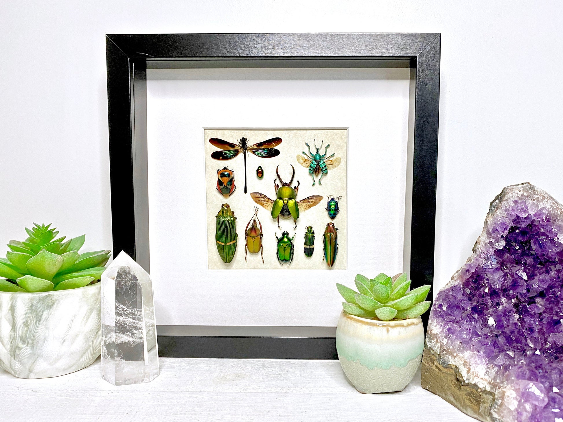 Framed taxidermy insects Oddities and curiosities Real insect taxidermy art Bug taxidermy wall art Insect shadow box Framed wall art